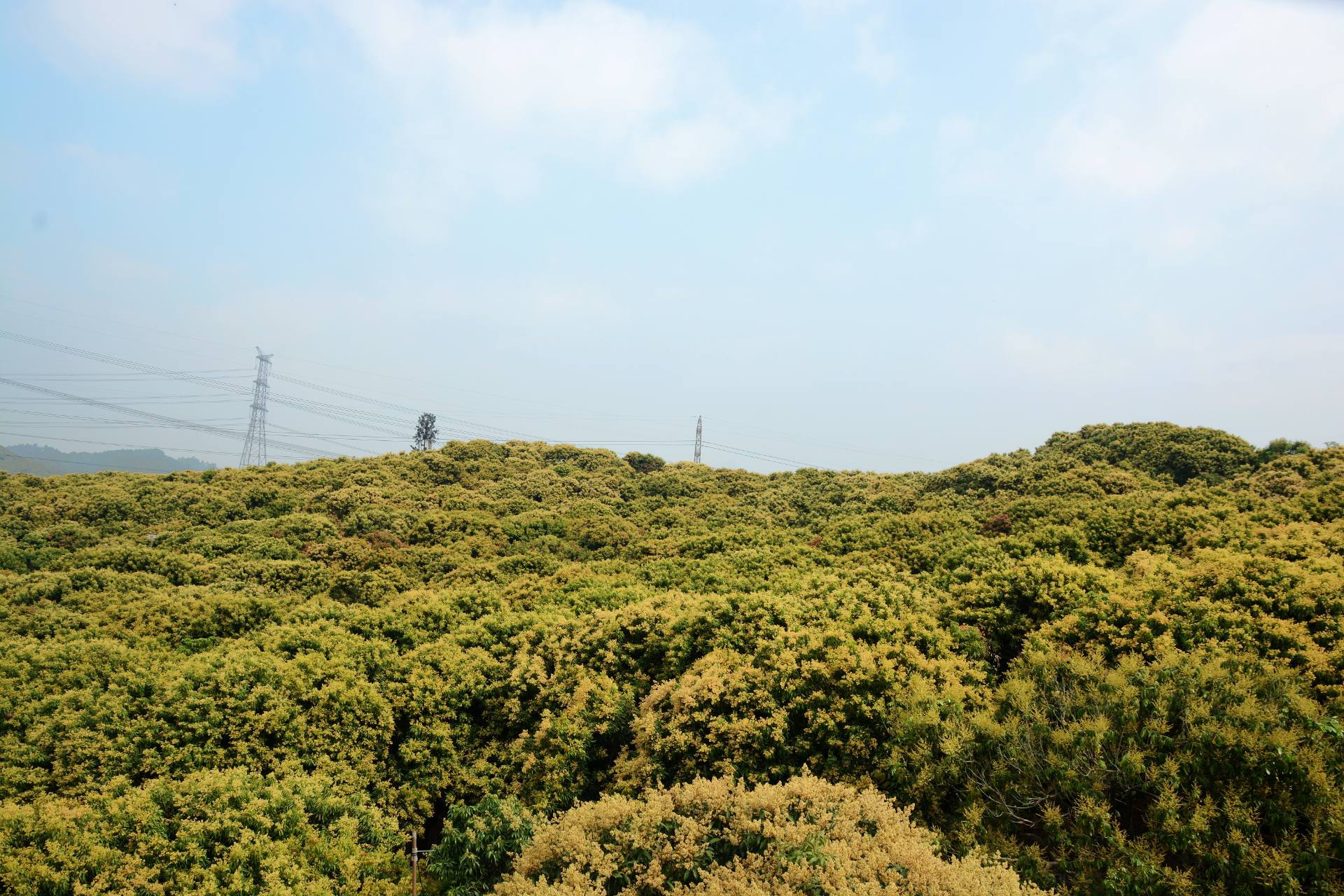 荔枝园基地荔枝开花