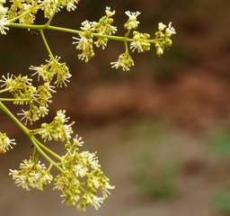 荔枝园基地荔枝开花