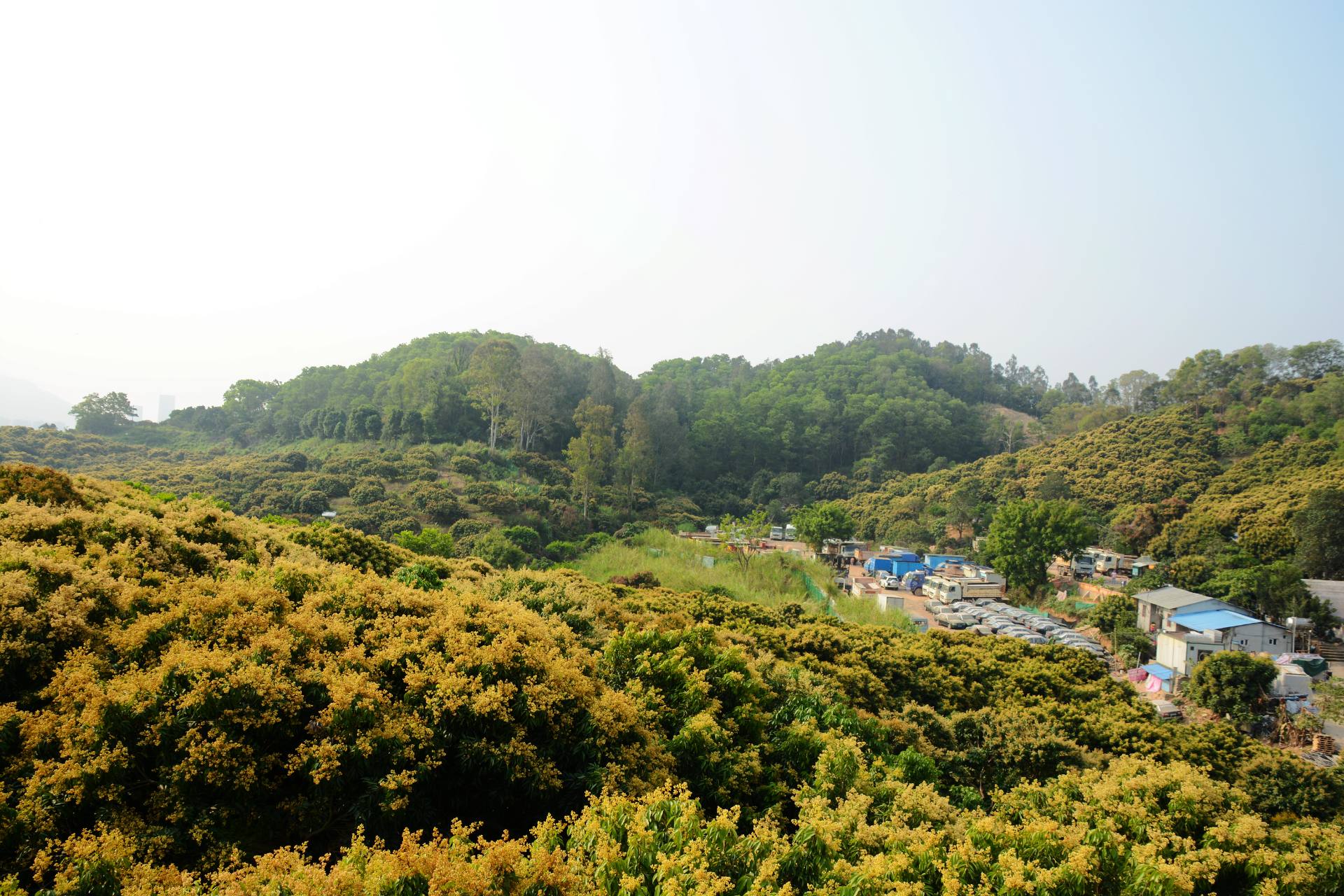 荔枝园基地荔枝开花