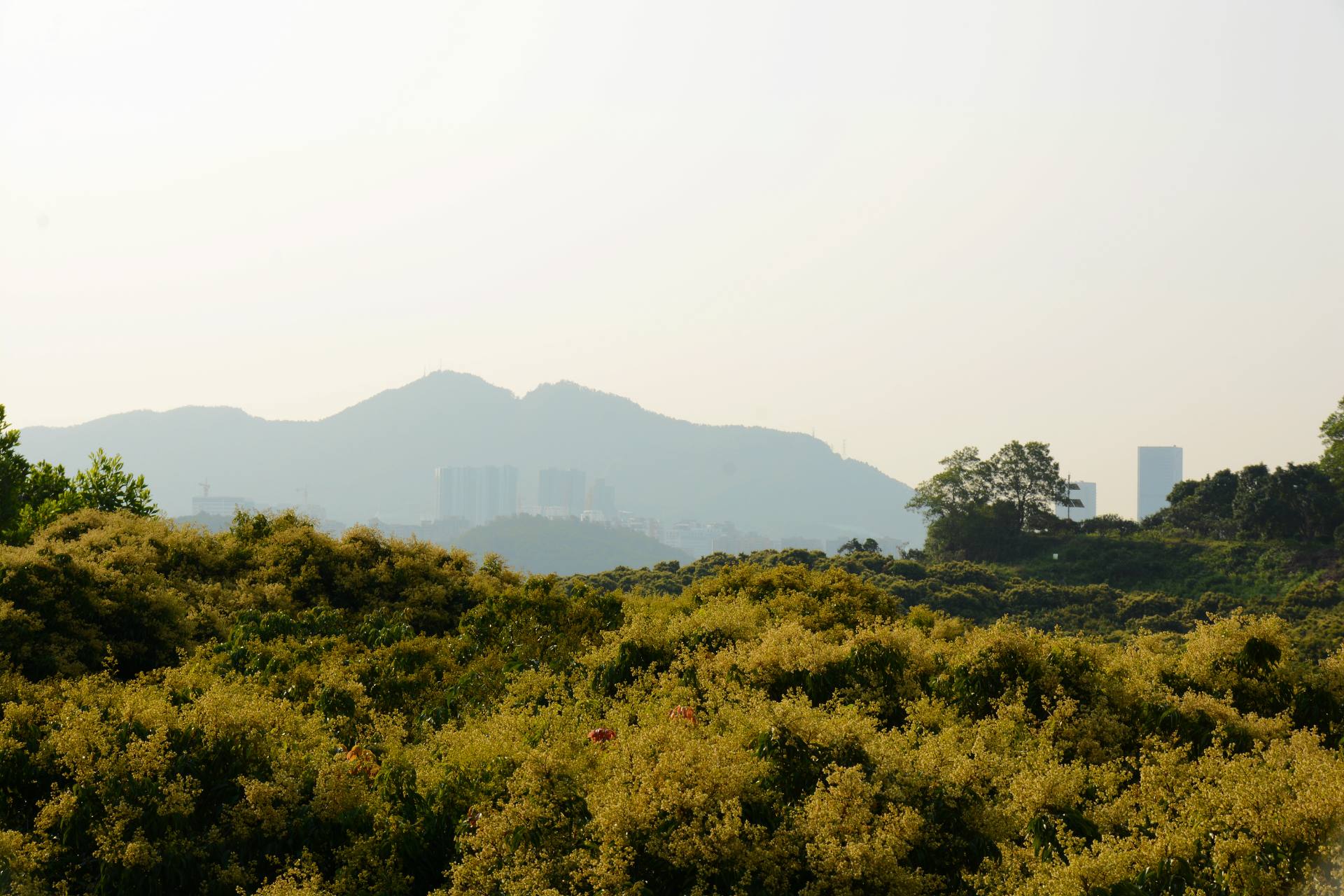 荔枝园基地荔枝开花