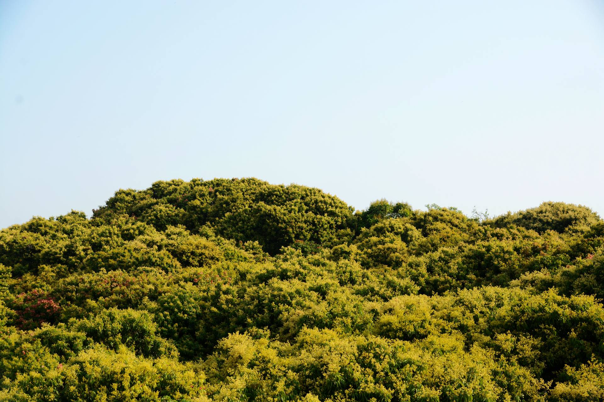 荔枝园基地荔枝开花