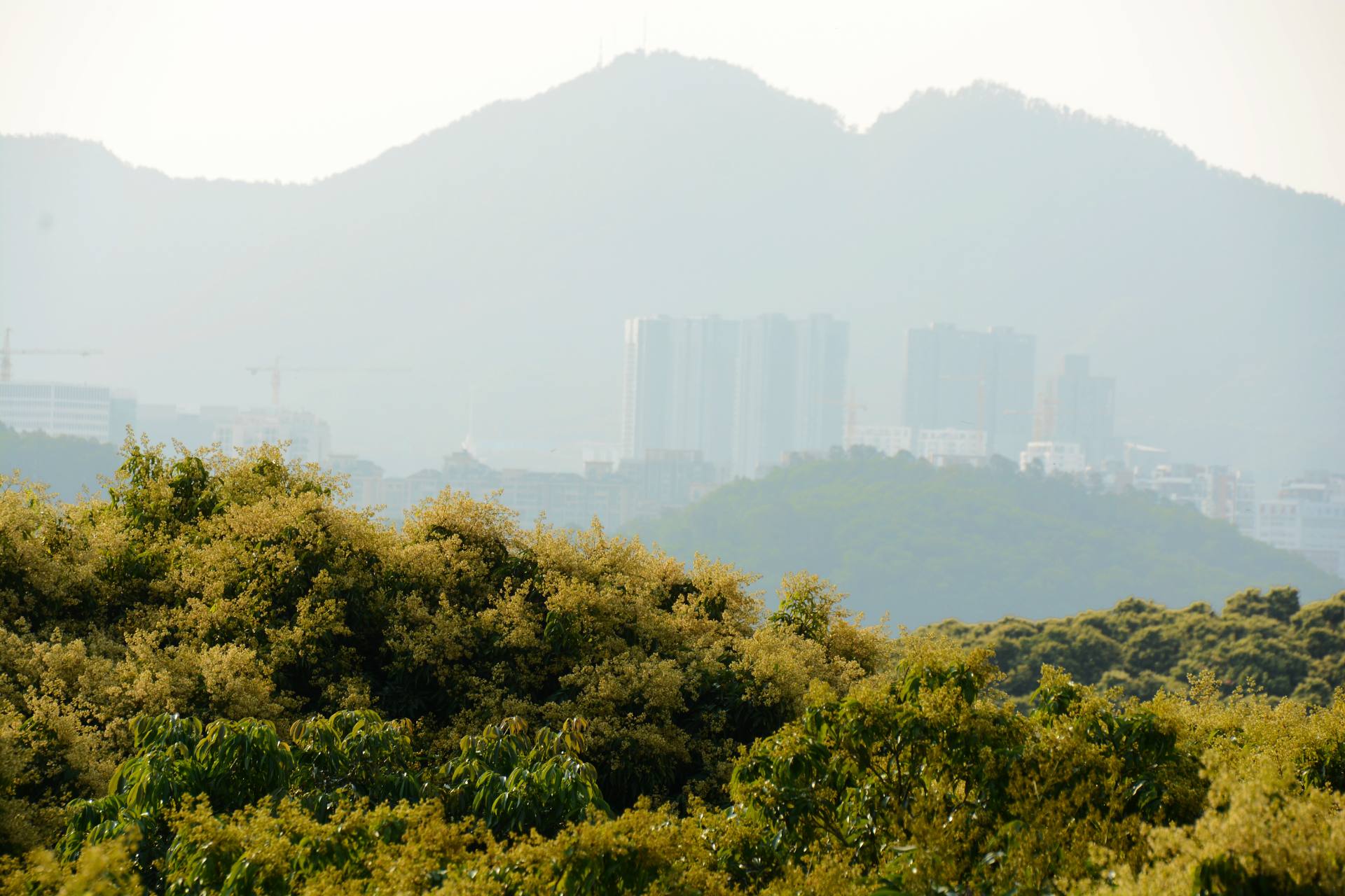 荔枝园基地荔枝开花