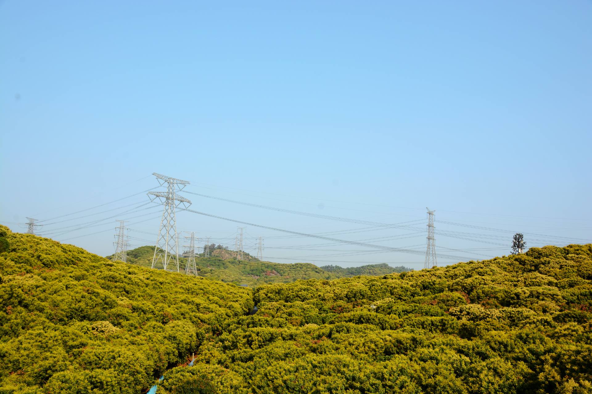 荔枝园基地荔枝开花