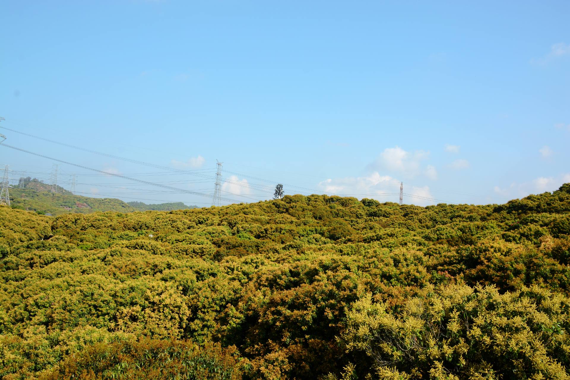 荔枝园基地荔枝开花