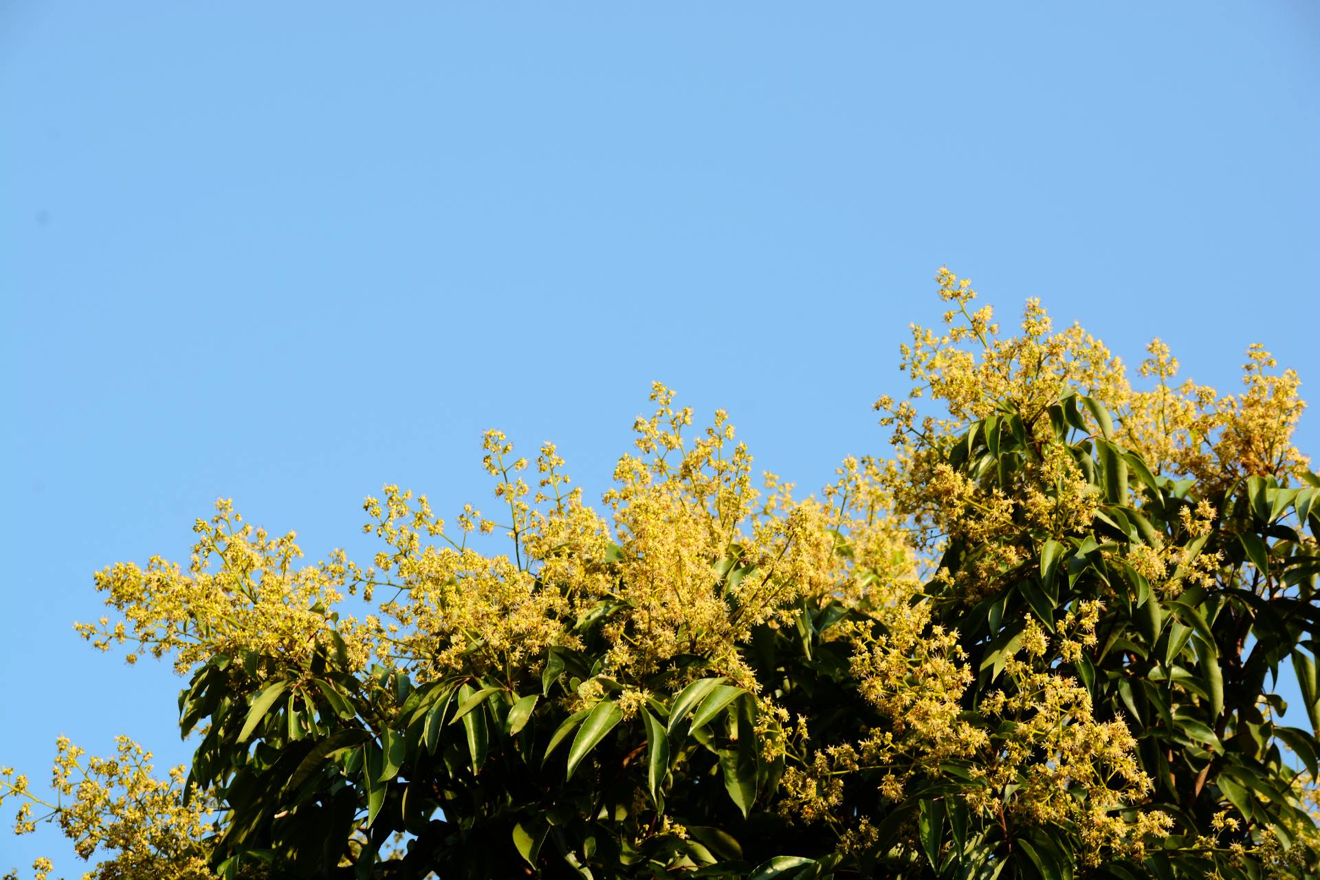 荔枝园基地荔枝开花