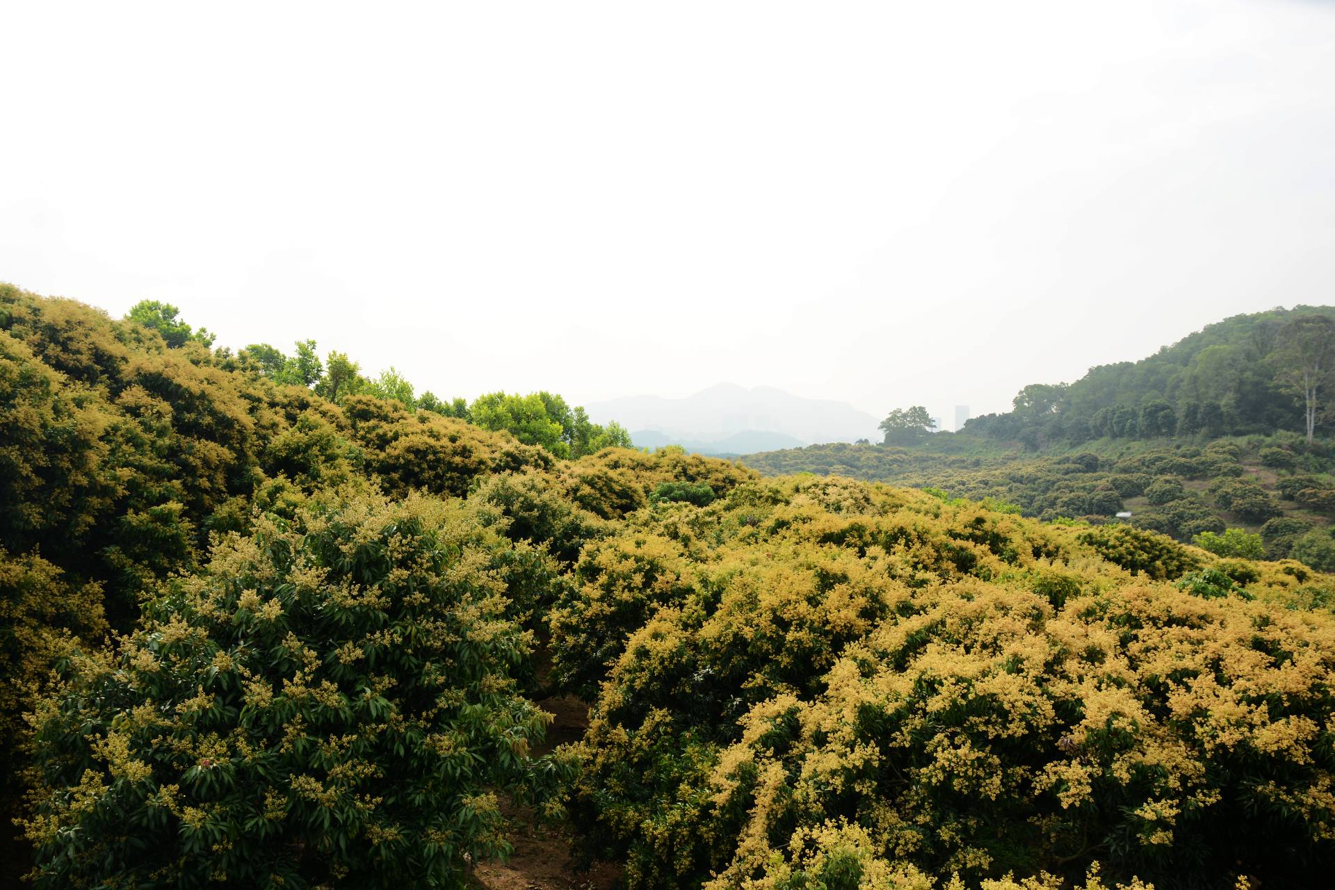 荔枝园基地荔枝开花