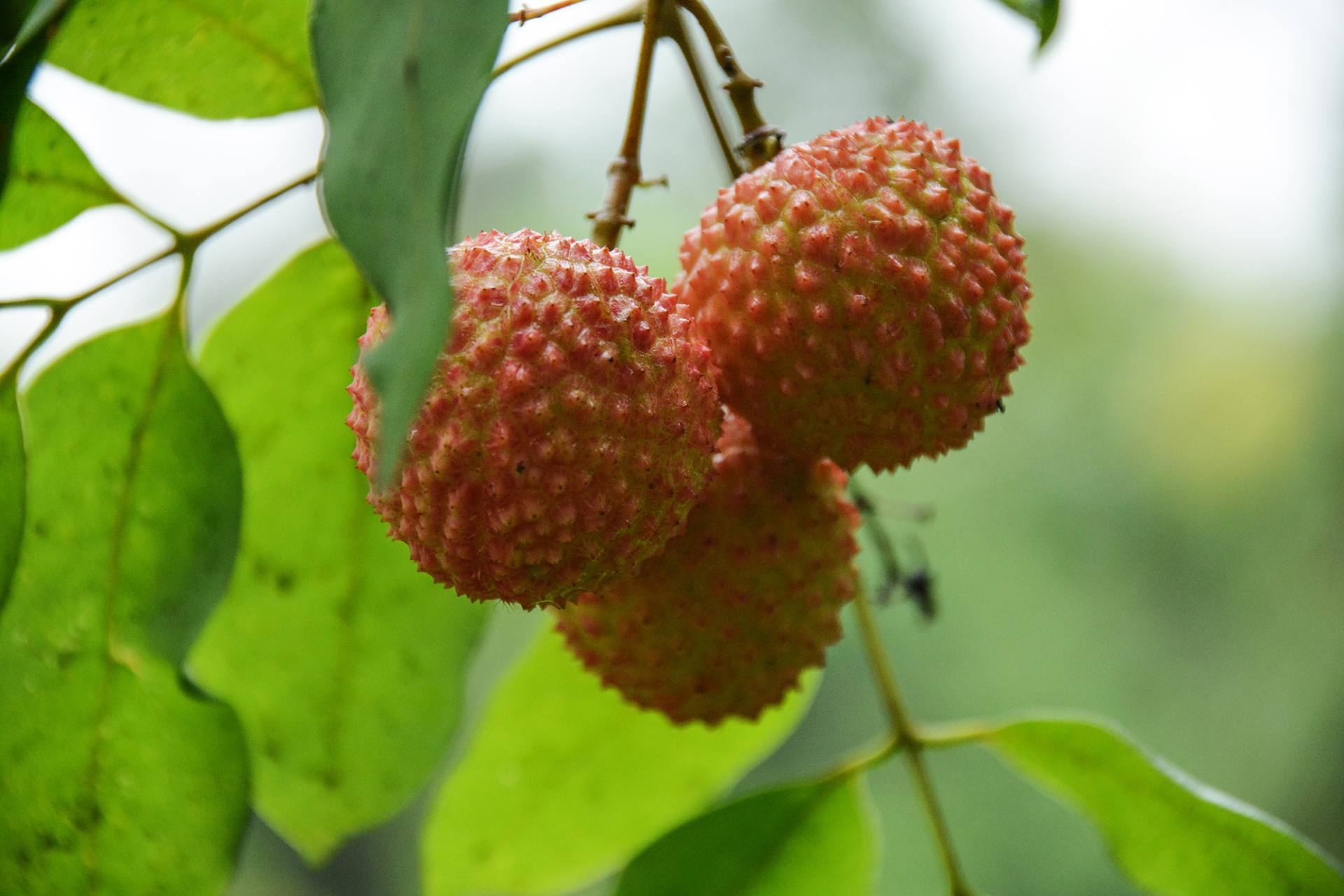 桂味荔枝熟透时图片