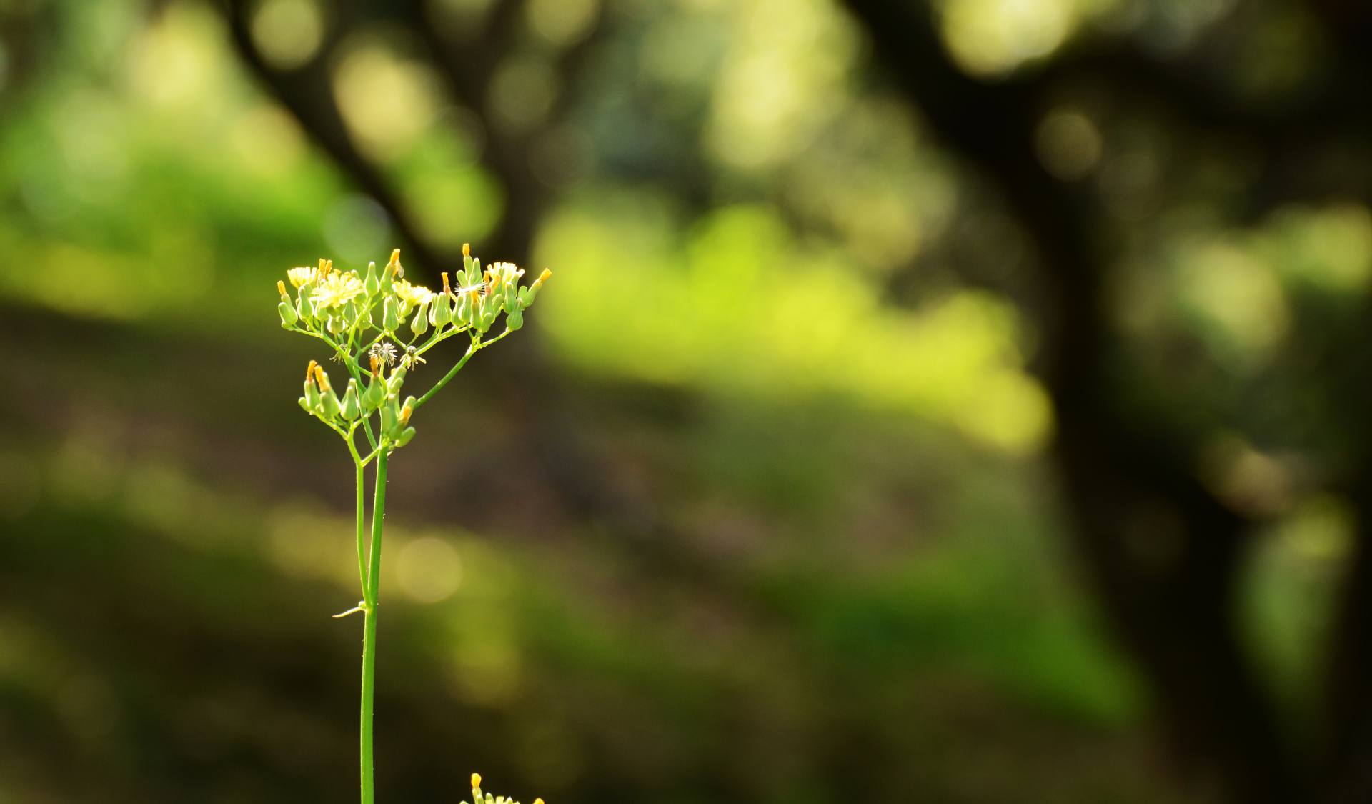 荔枝园基地荔枝开花