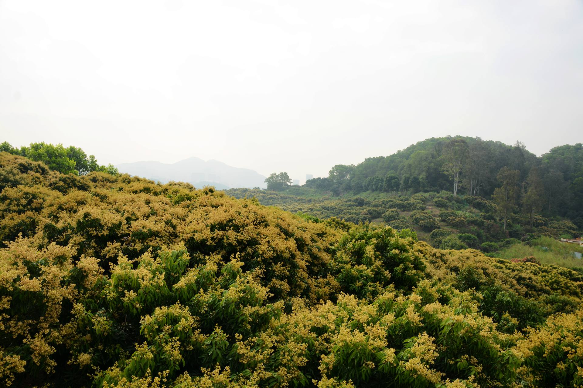 荔枝园基地荔枝开花