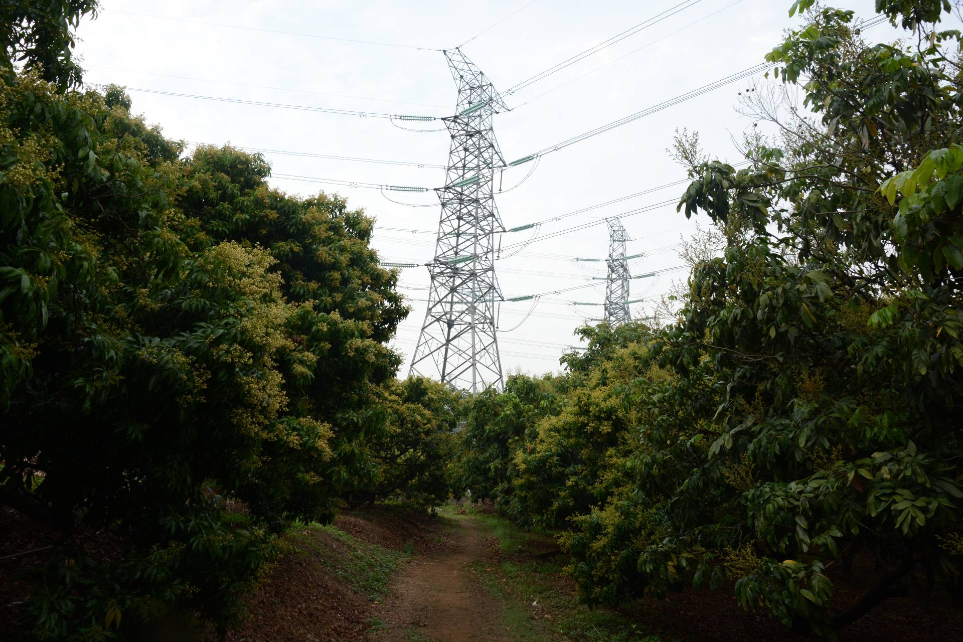 深圳宝石路荔枝园图片