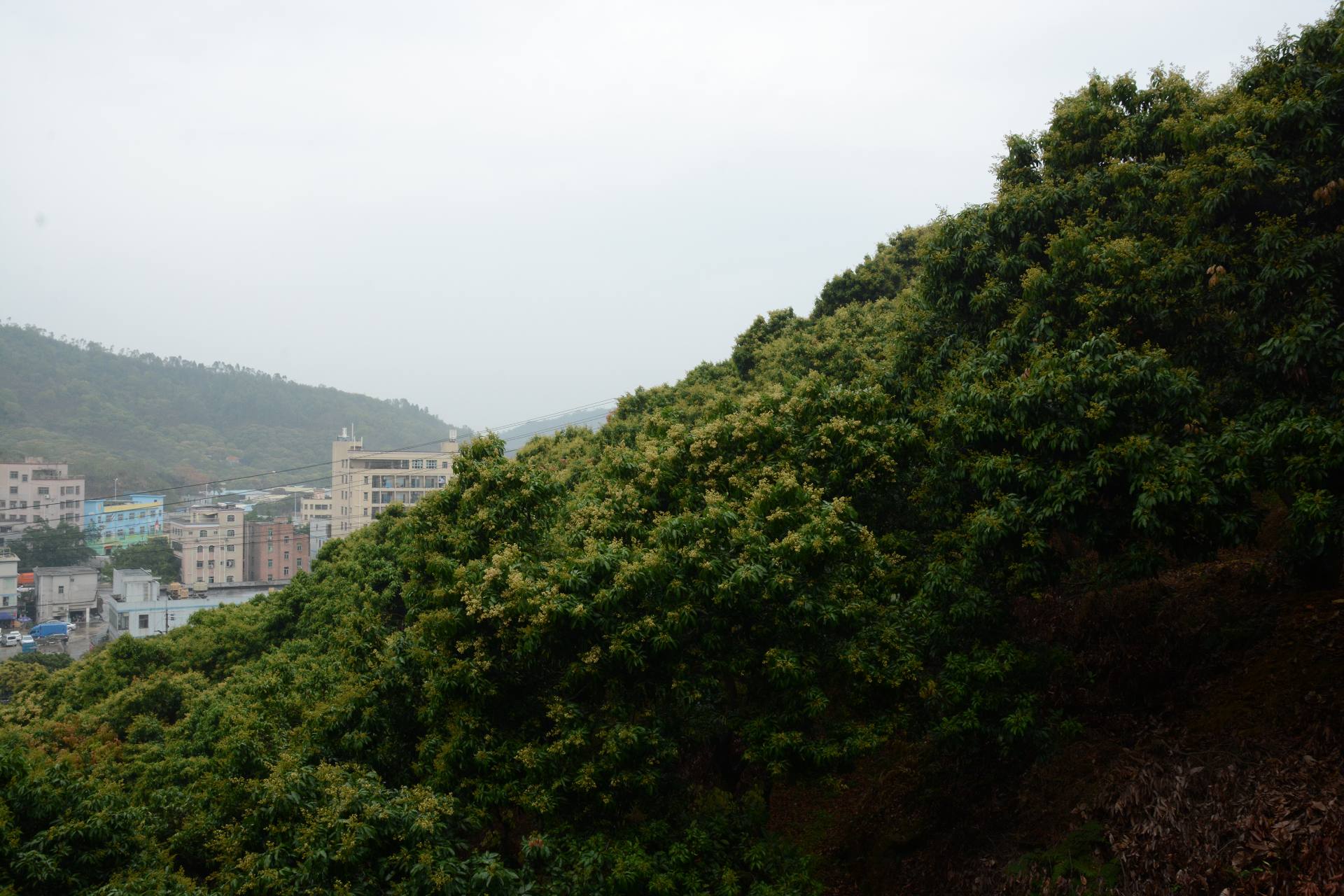 深圳横岗荔枝园枇杷图片