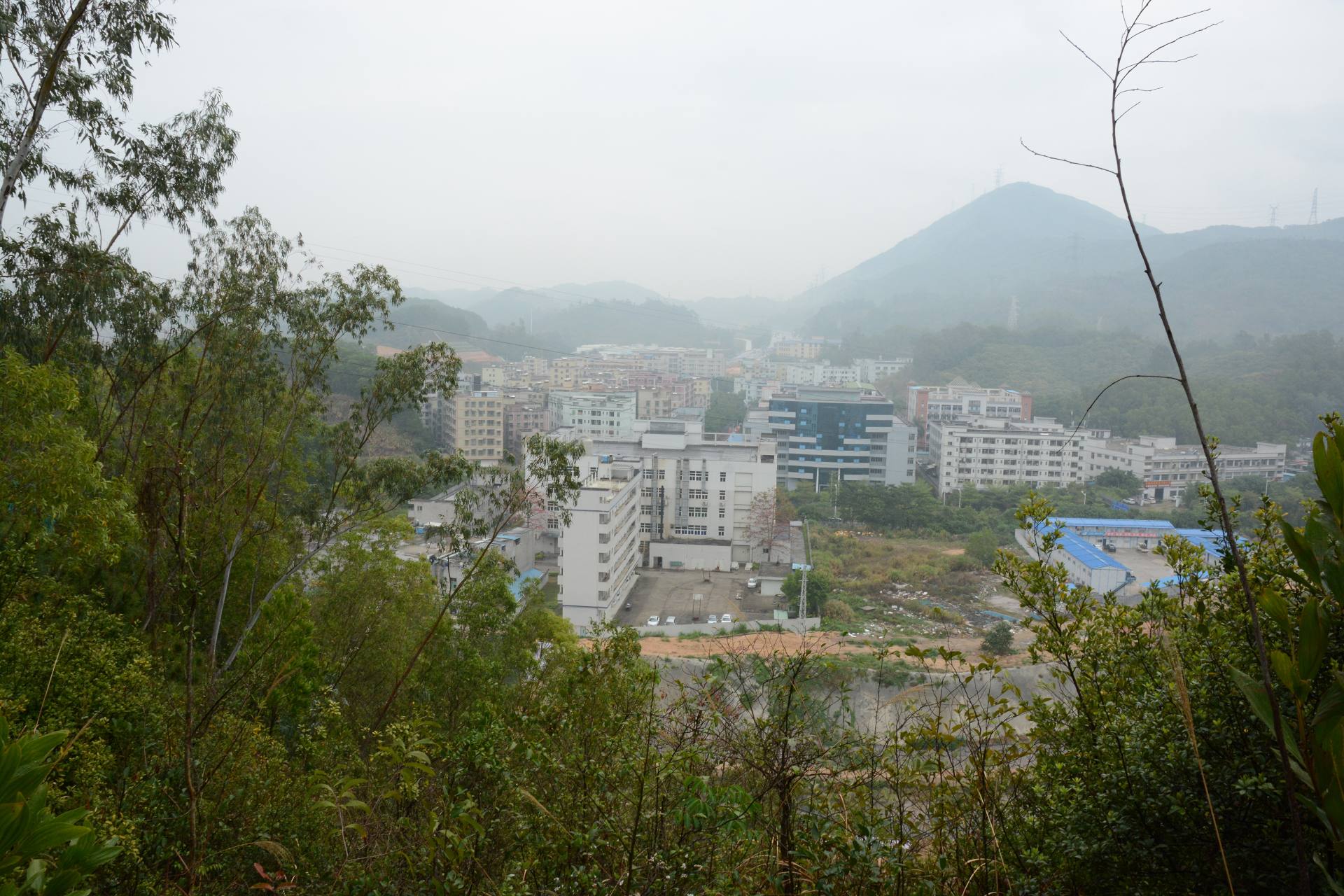 深圳横岗荔枝园枇杷图片