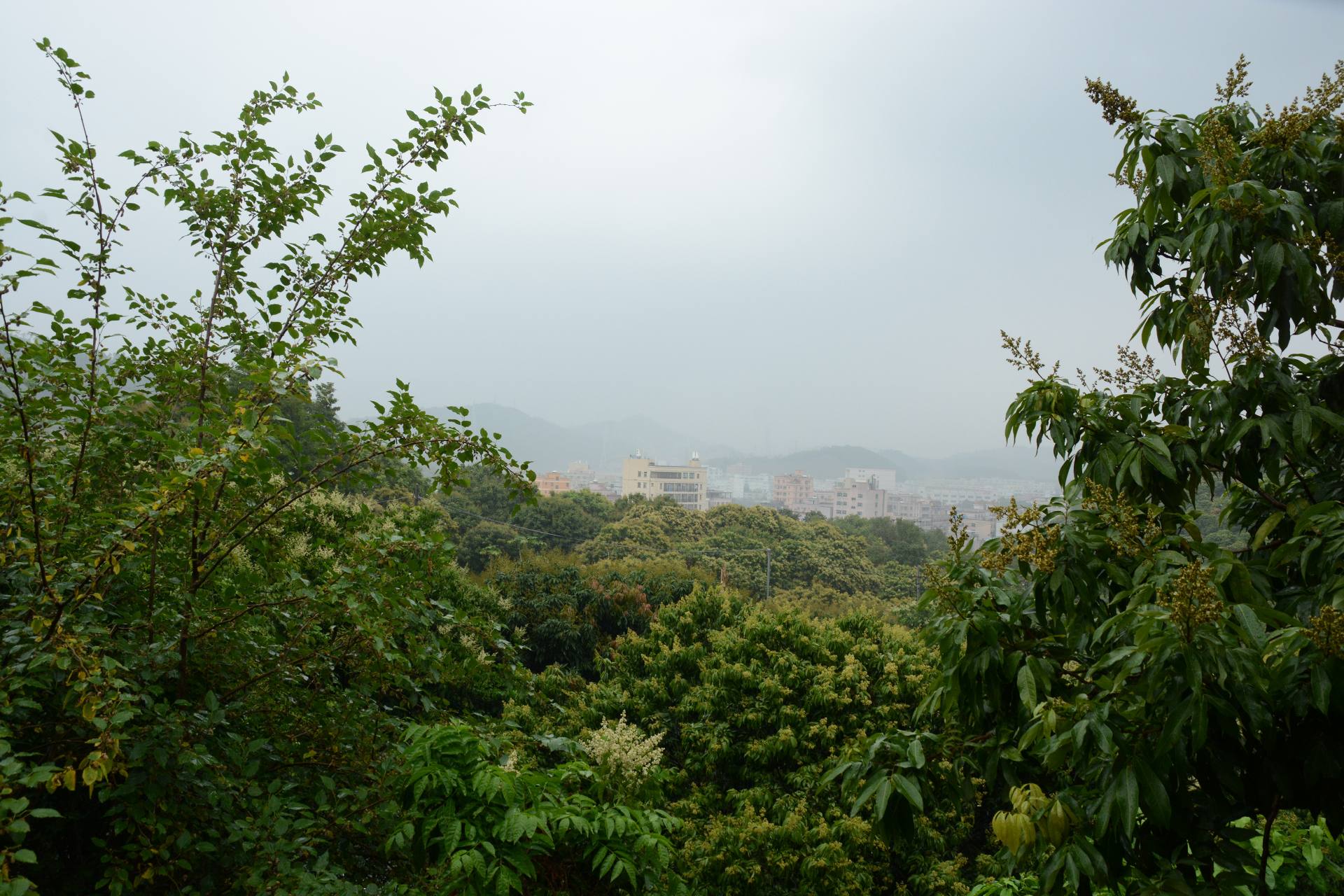 深圳横岗荔枝园枇杷图片