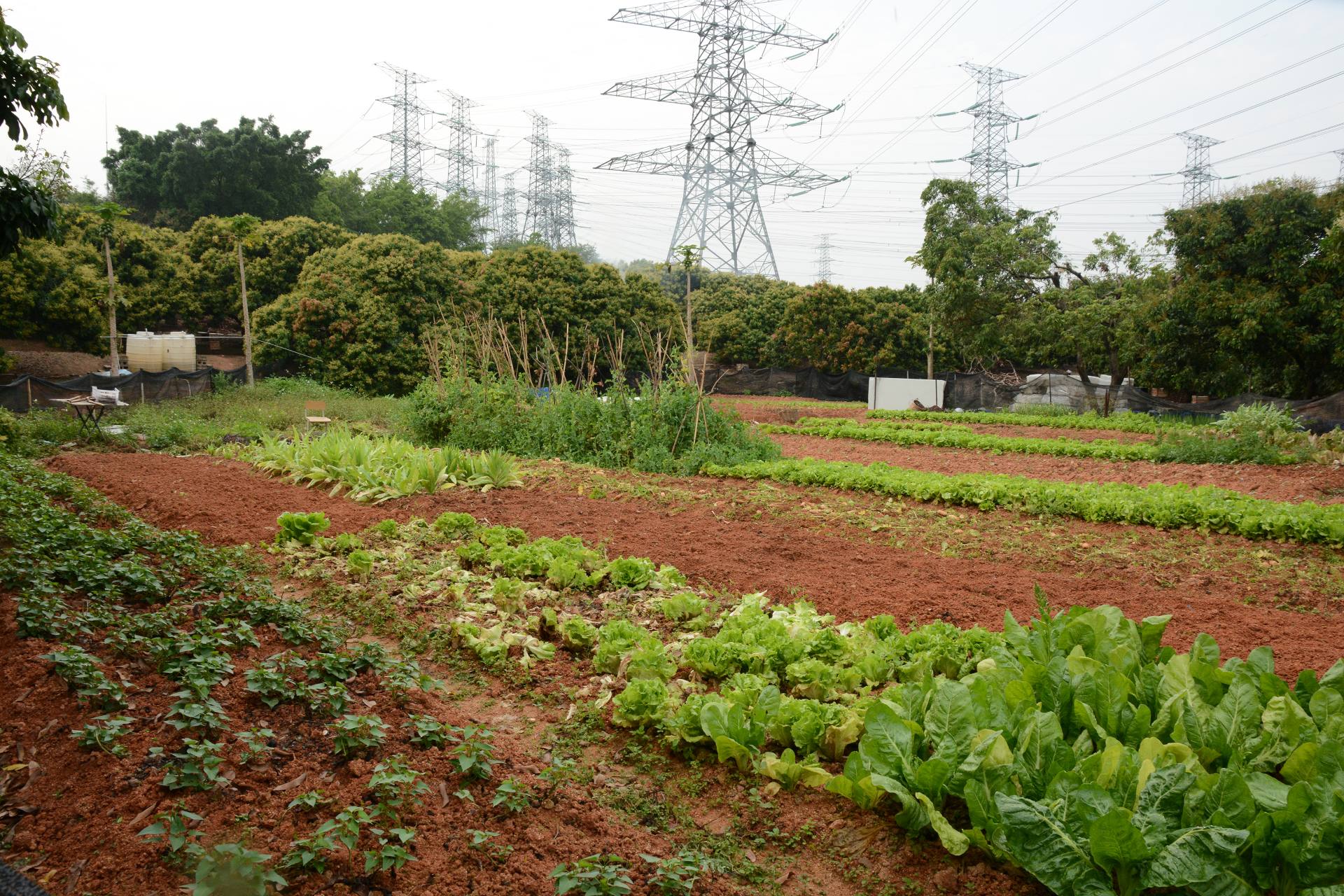 深圳宝石路荔枝园图片