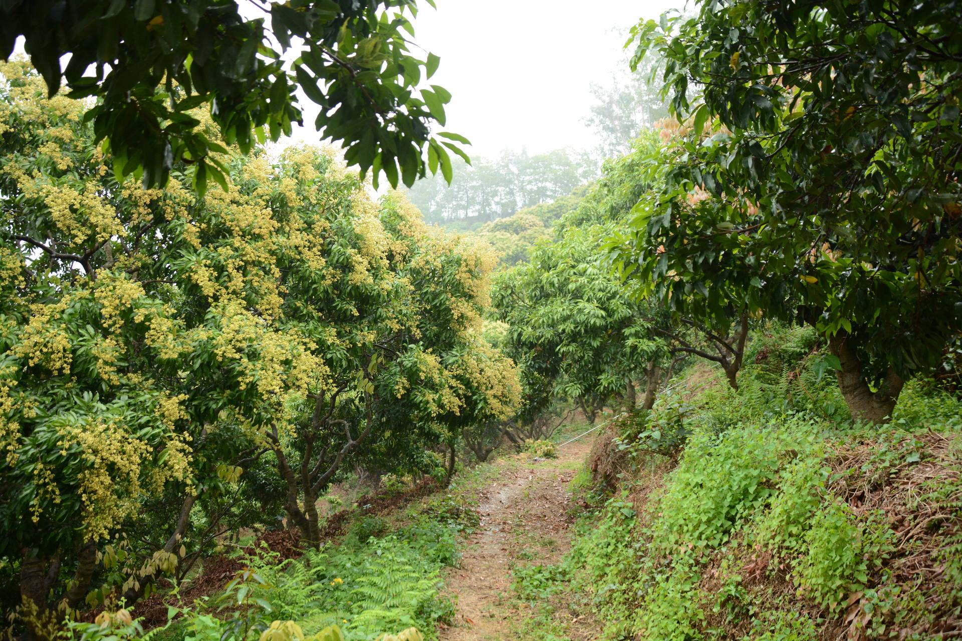 深圳横岗荔枝园枇杷图片