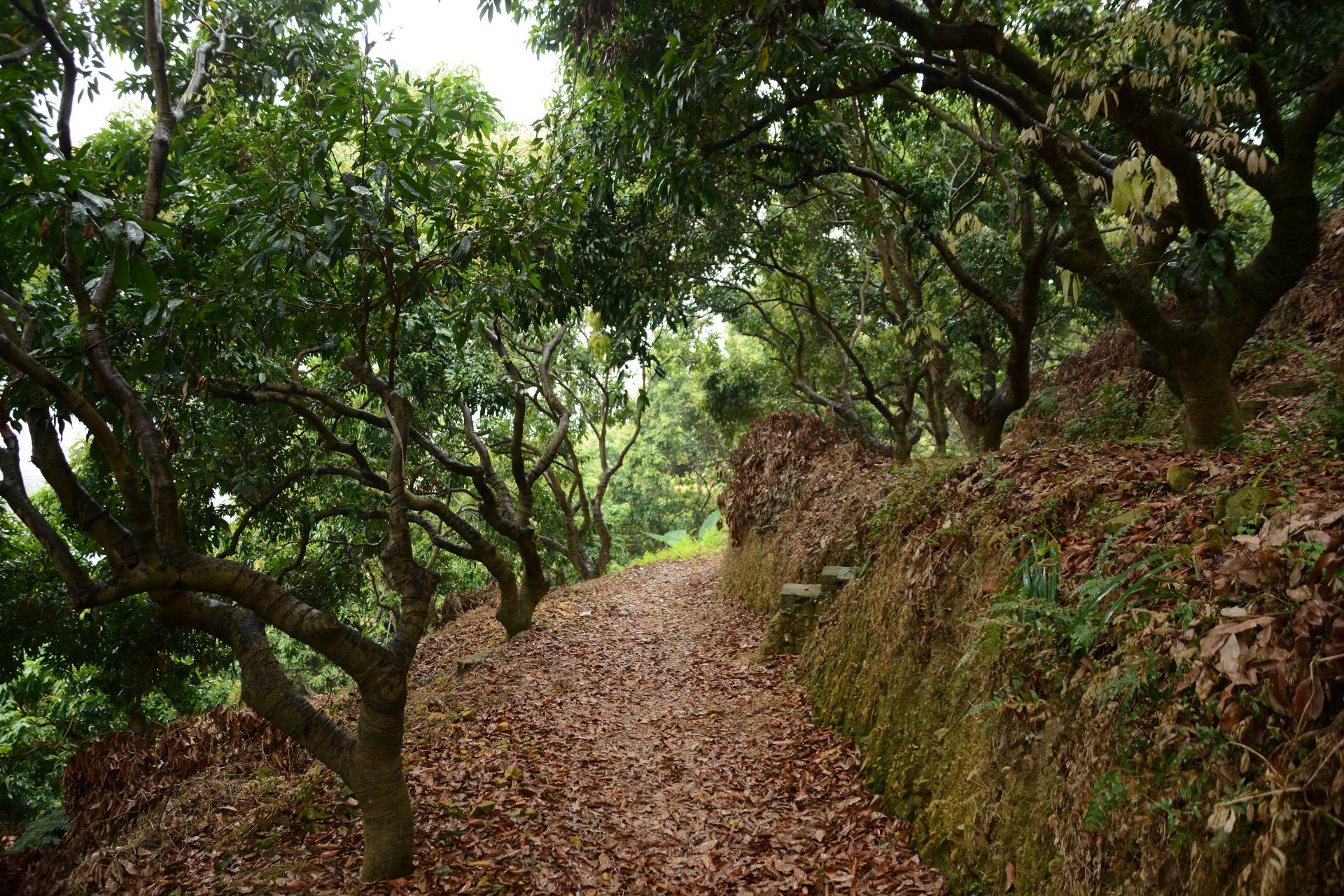 深圳横岗荔枝园枇杷图片