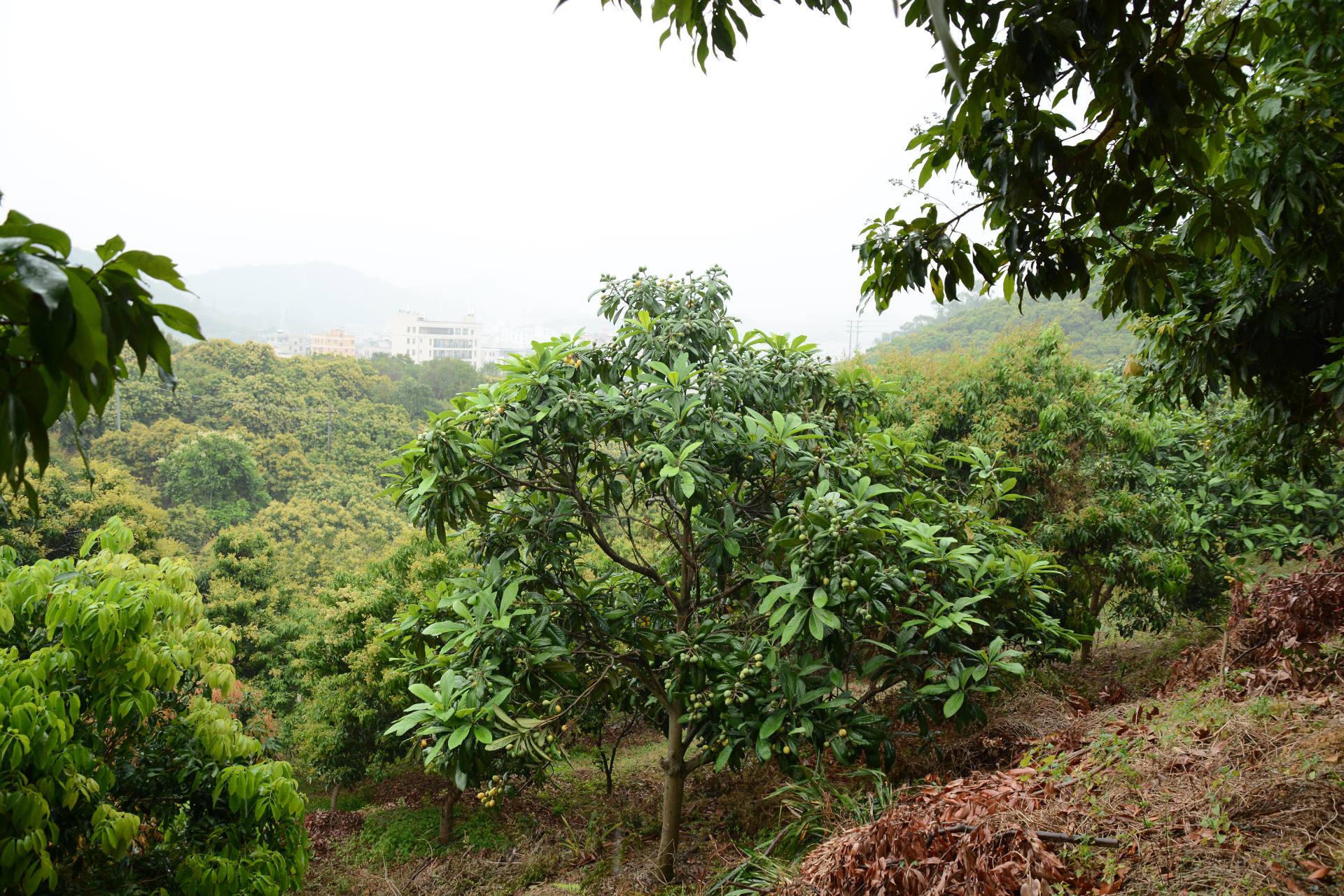 深圳横岗荔枝园枇杷图片