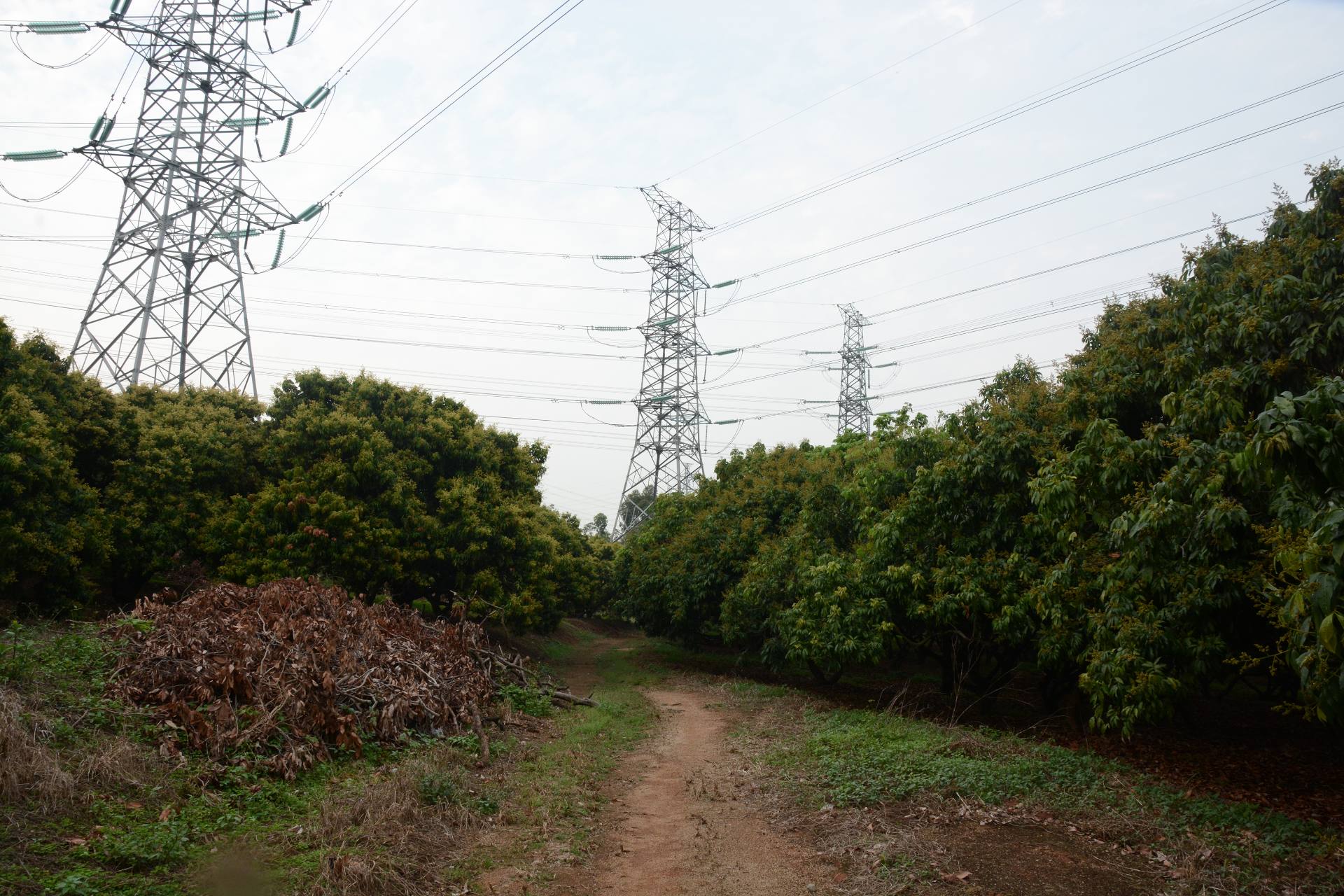 深圳宝石路荔枝园图片