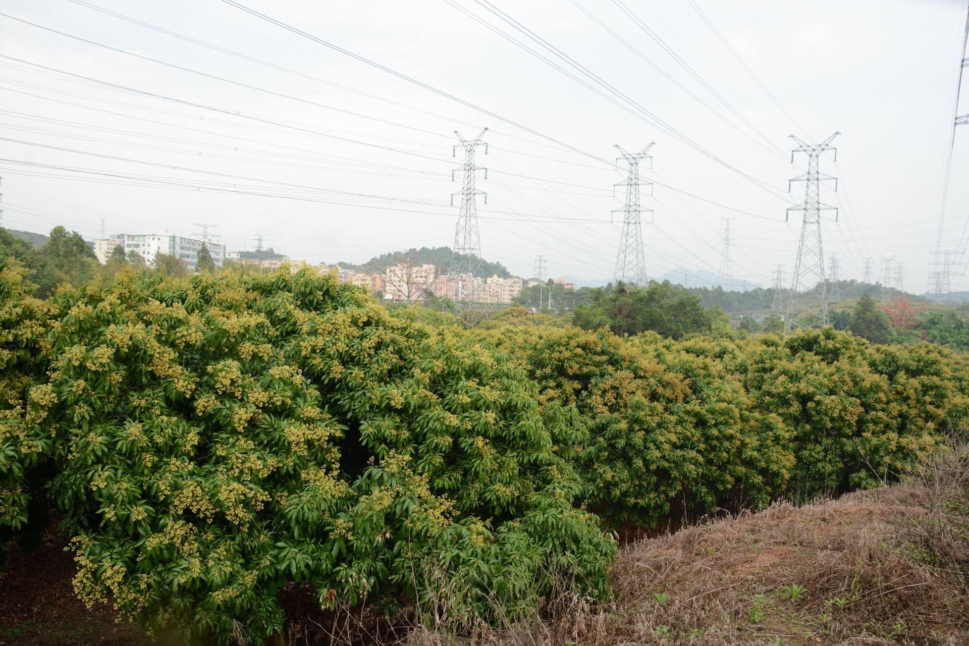 深圳宝石路荔枝园图片