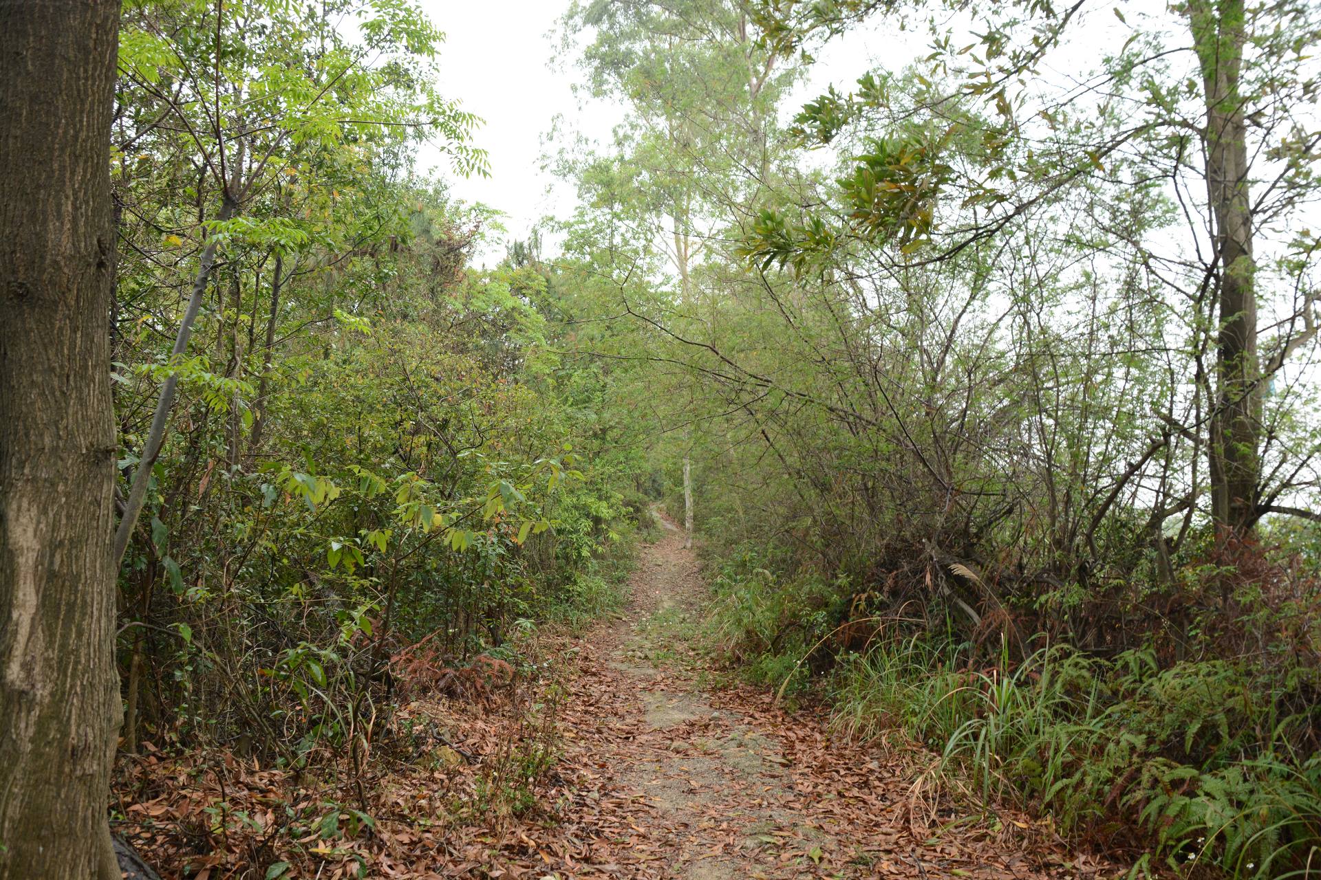 深圳横岗荔枝园枇杷图片