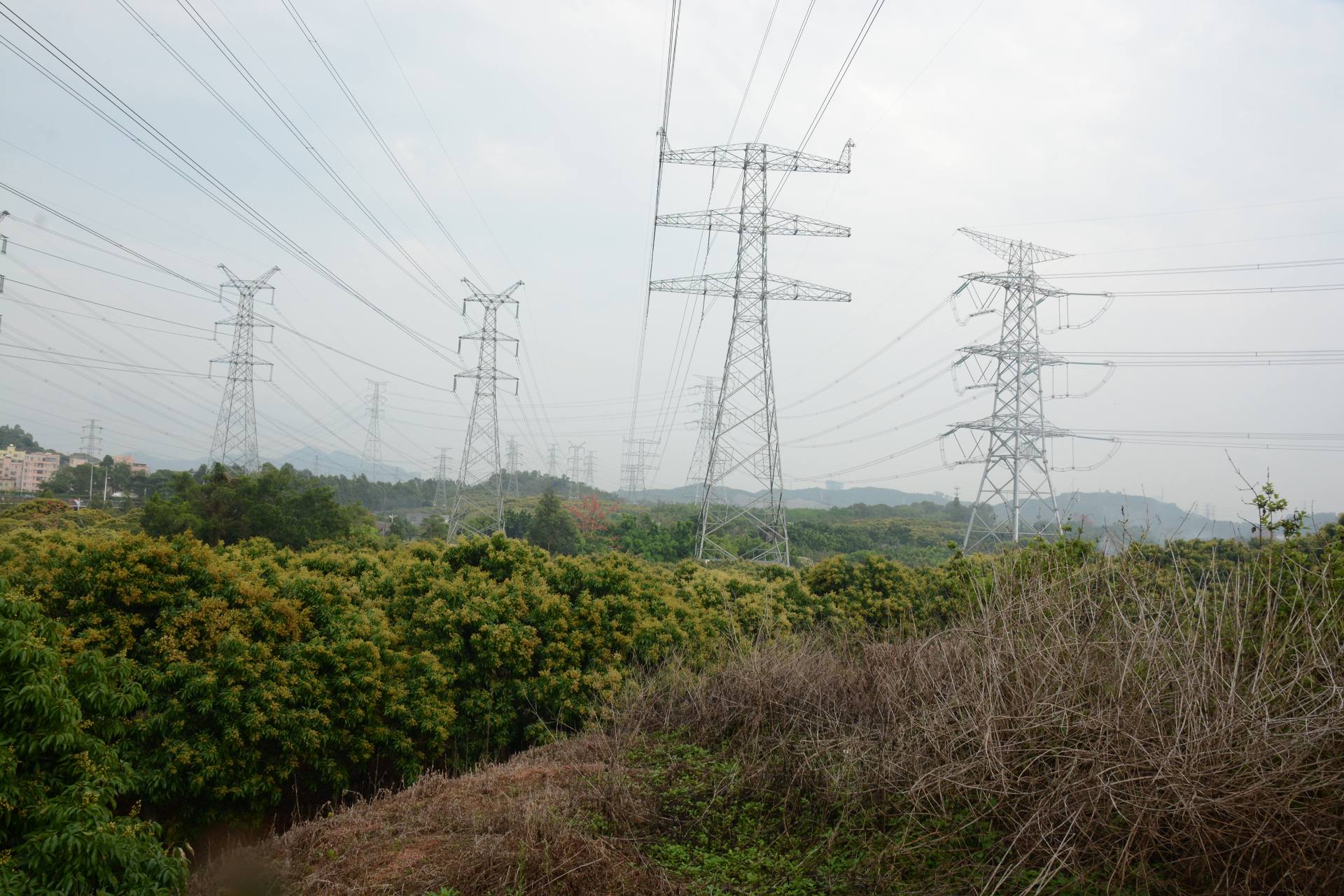 深圳宝石路荔枝园图片