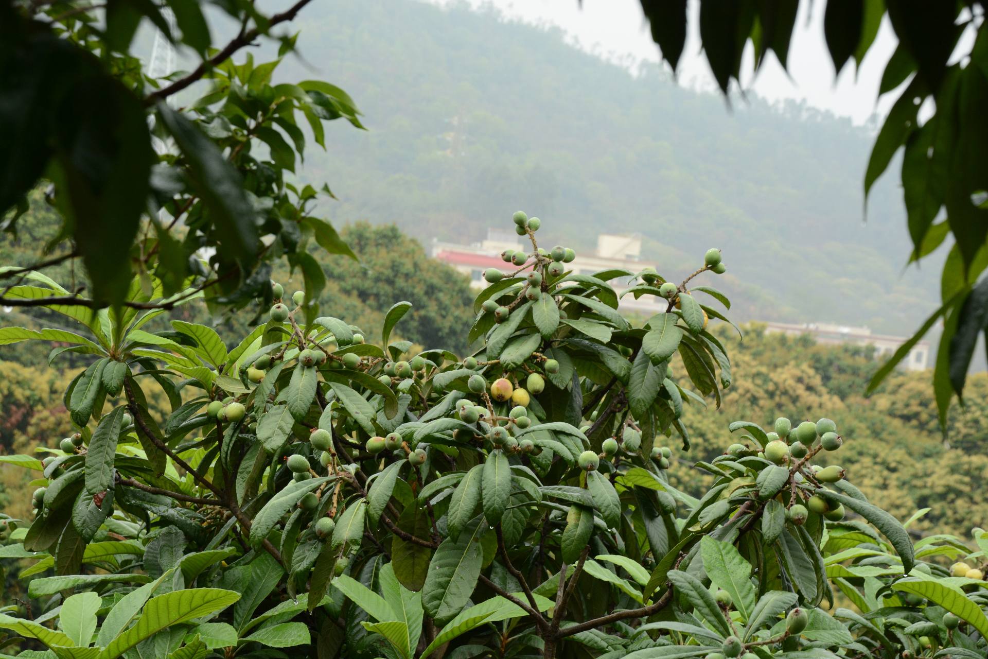 深圳横岗荔枝园枇杷图片