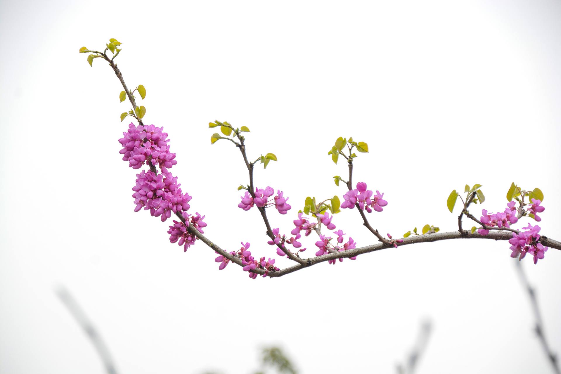 花无语，与我沉默相待！