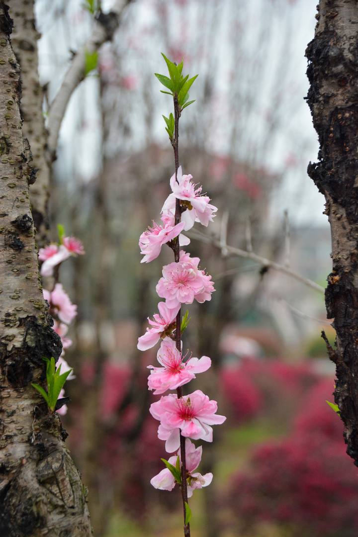 花无语