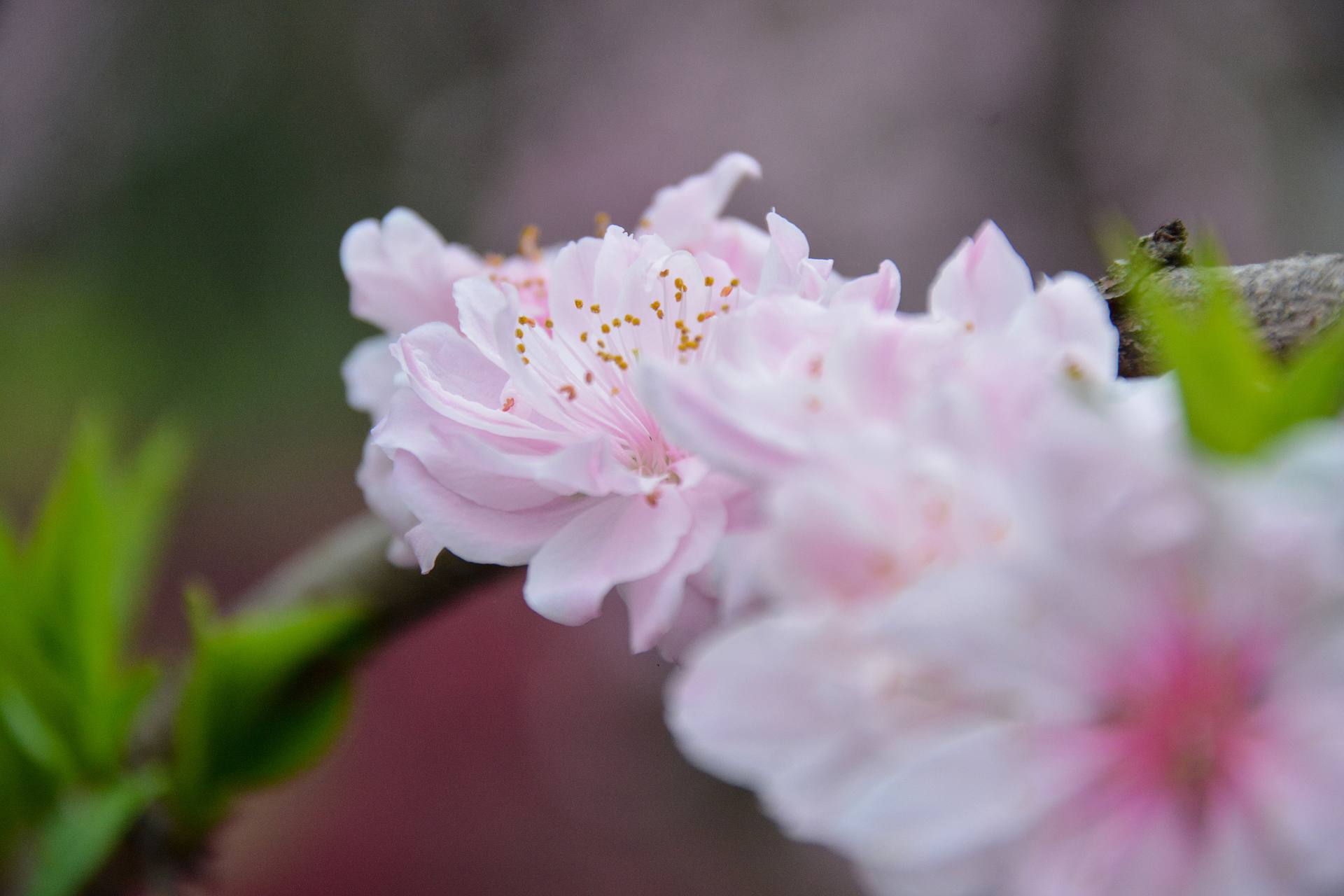 花无语，与我沉默相待！