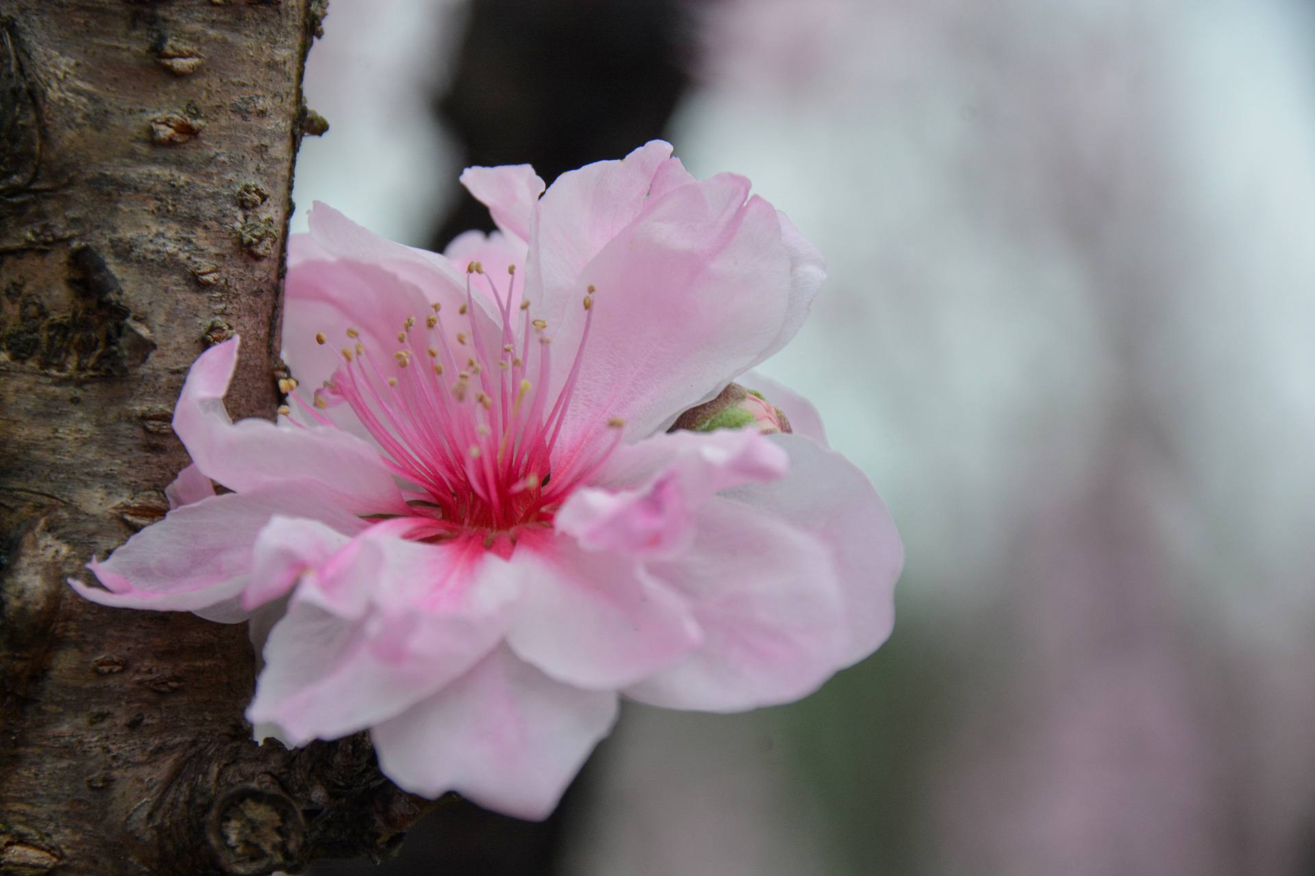 花无语，与我沉默相待！