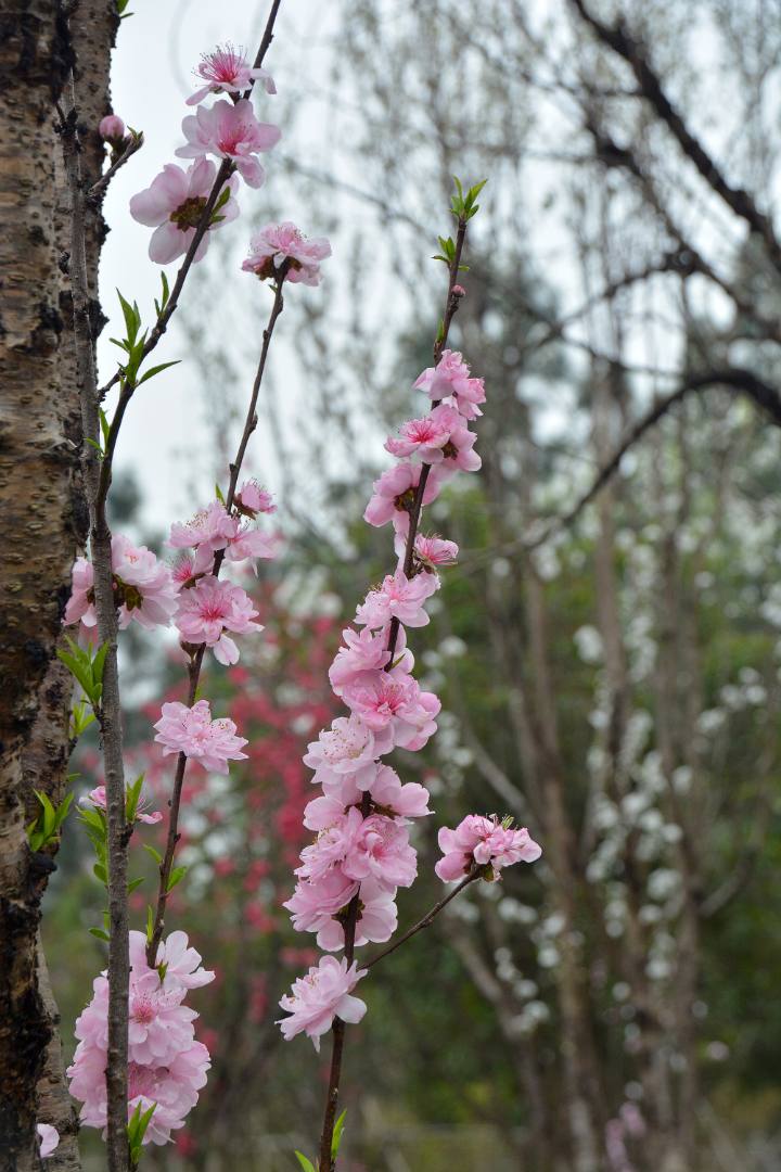 花无语