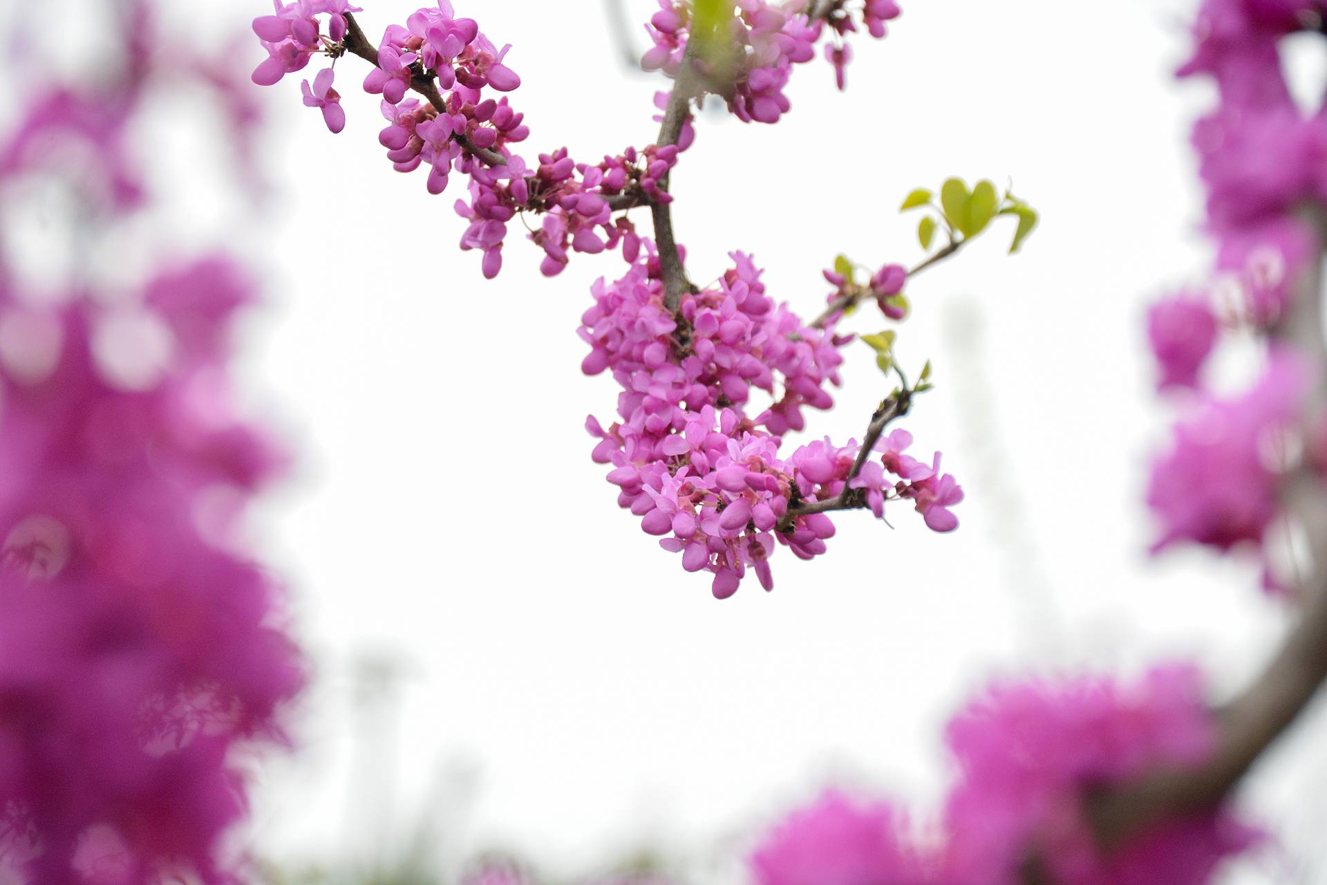 花无语，与我沉默相待！