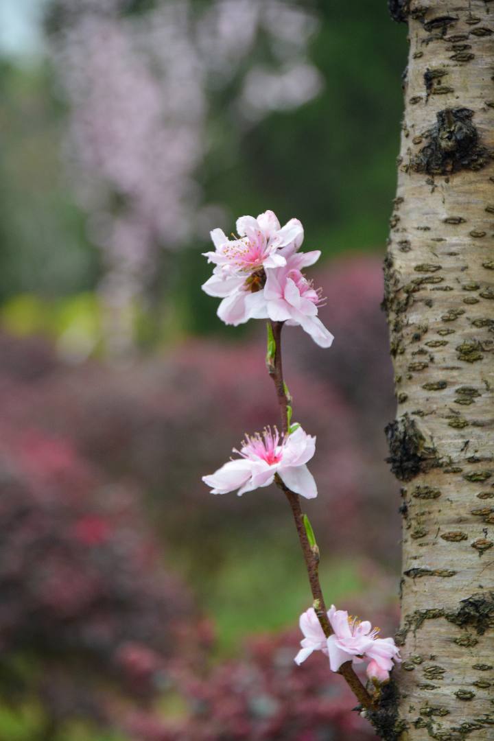 花无语