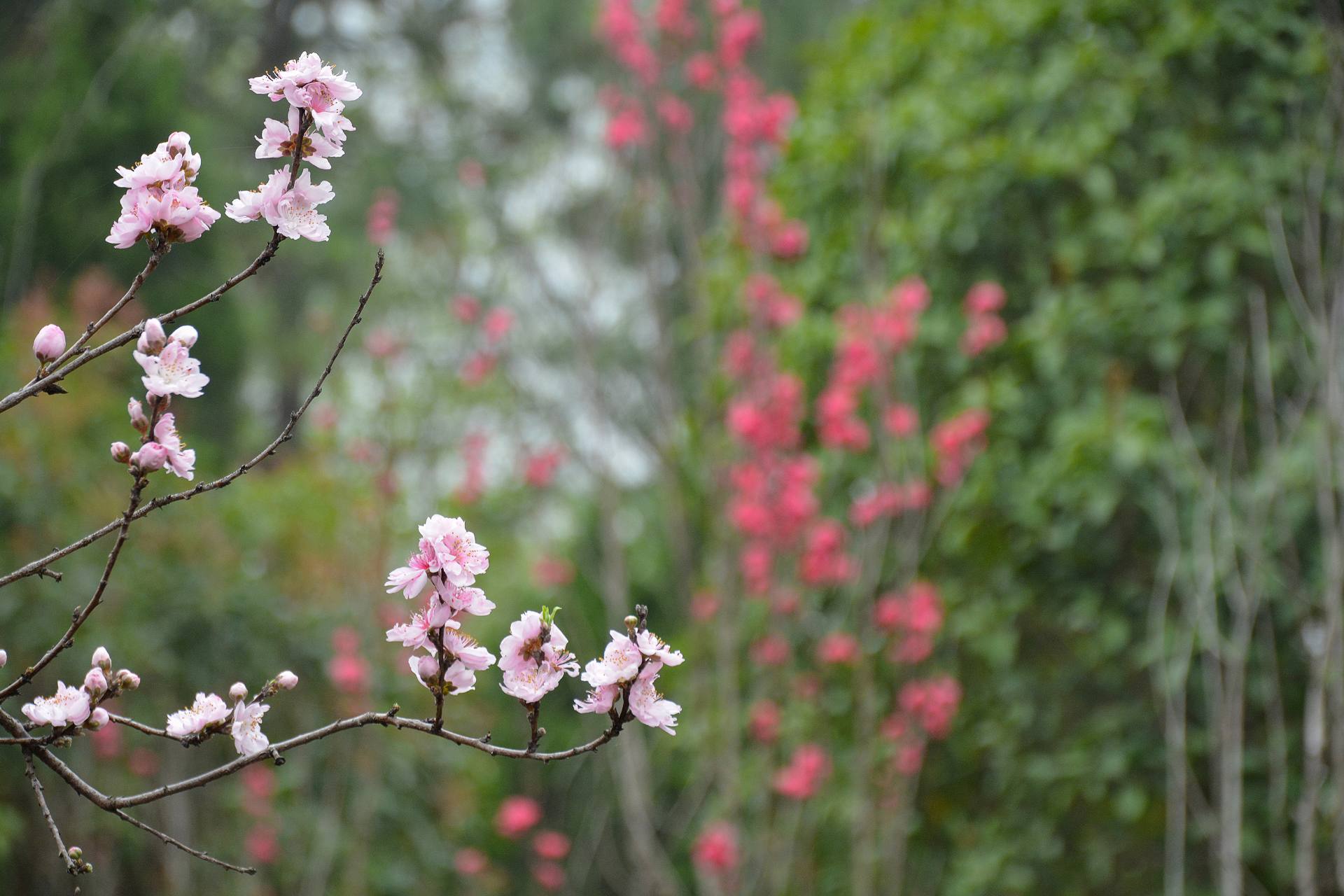 花无语，与我沉默相待！