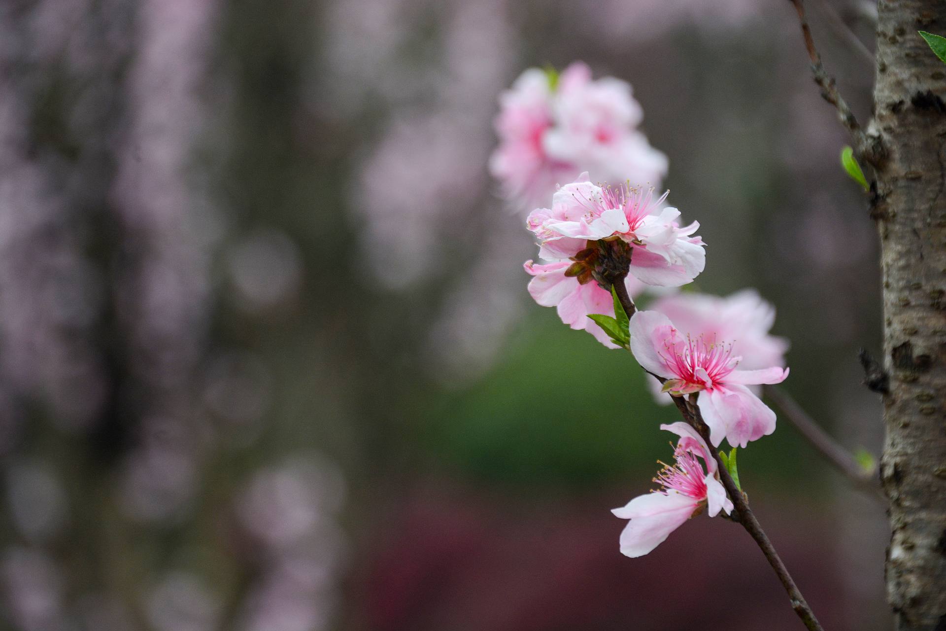 花无语，与我沉默相待！