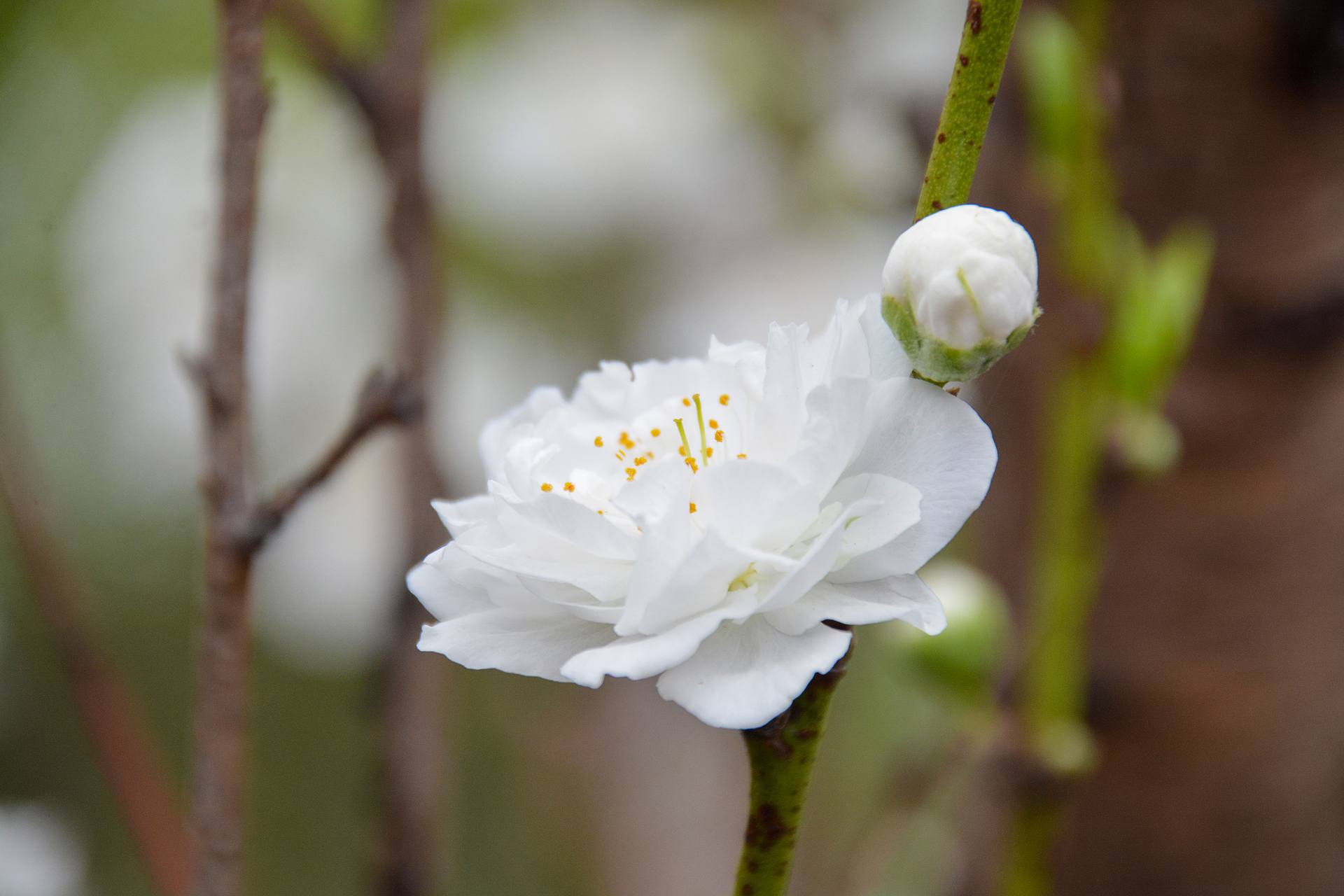 花无语，与我沉默相待！