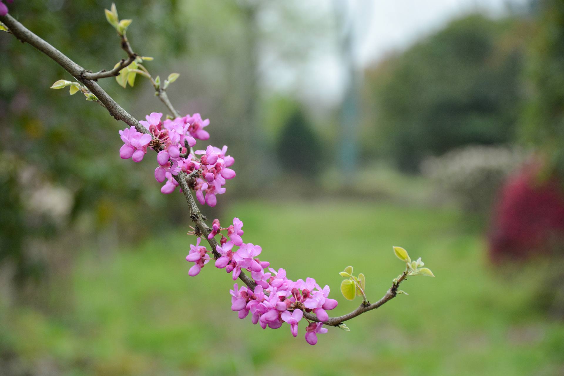 花无语，与我沉默相待！