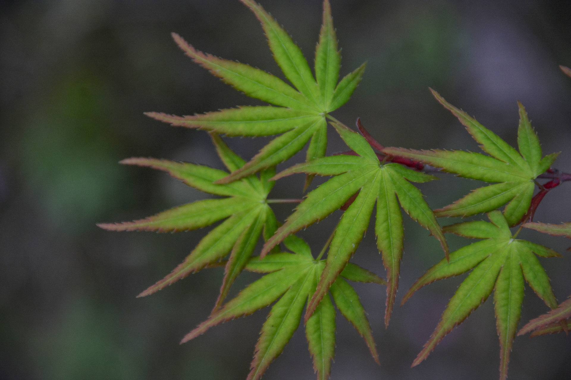 花无语，与我沉默相待！