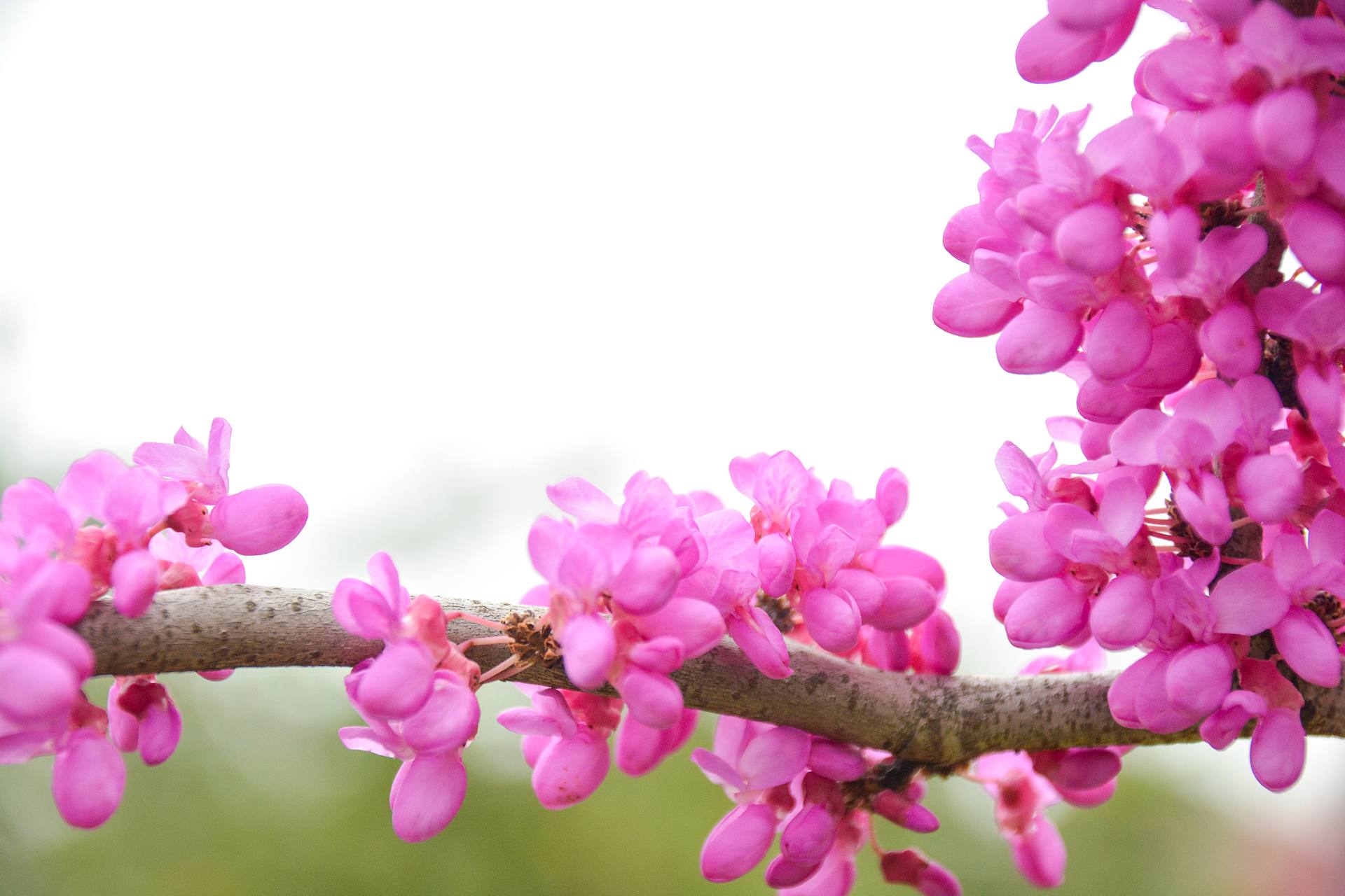 花无语，与我沉默相待！