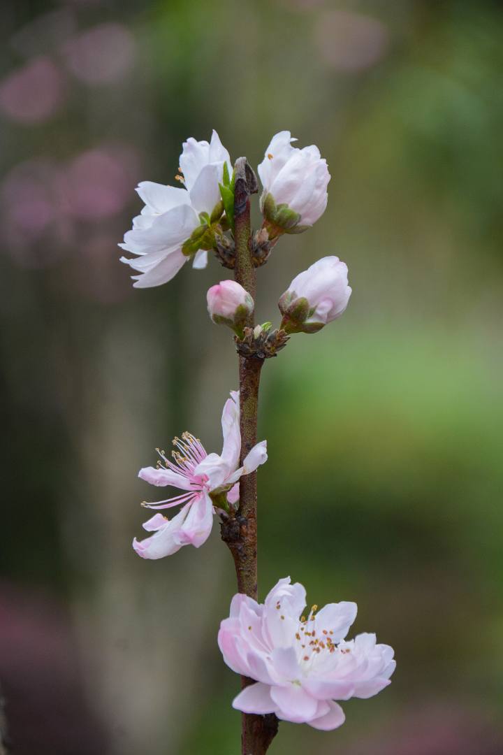 花无语