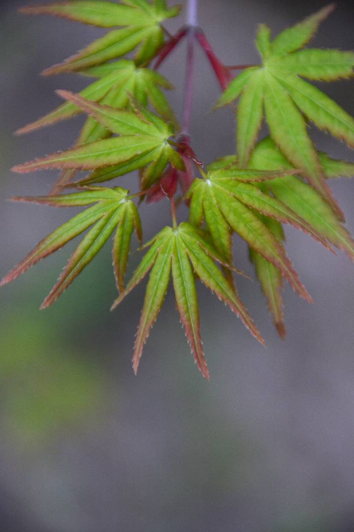 花无语