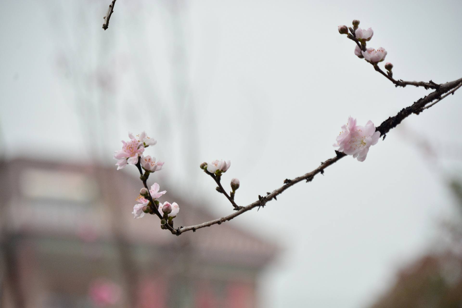 花无语，与我沉默相待！