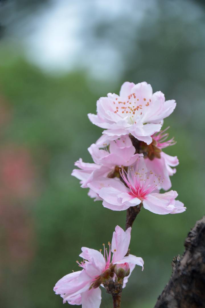 花无语