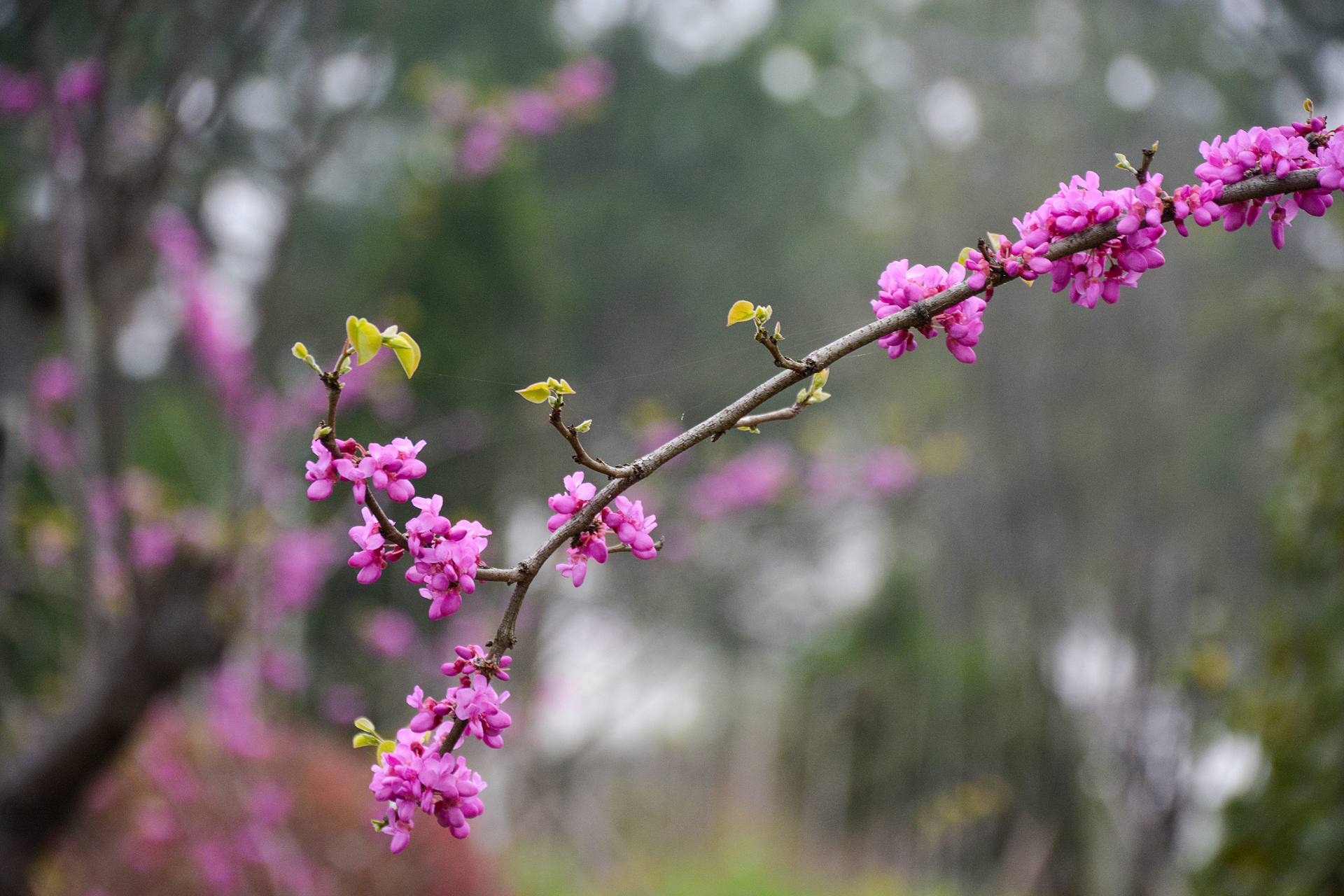 花无语，与我沉默相待！