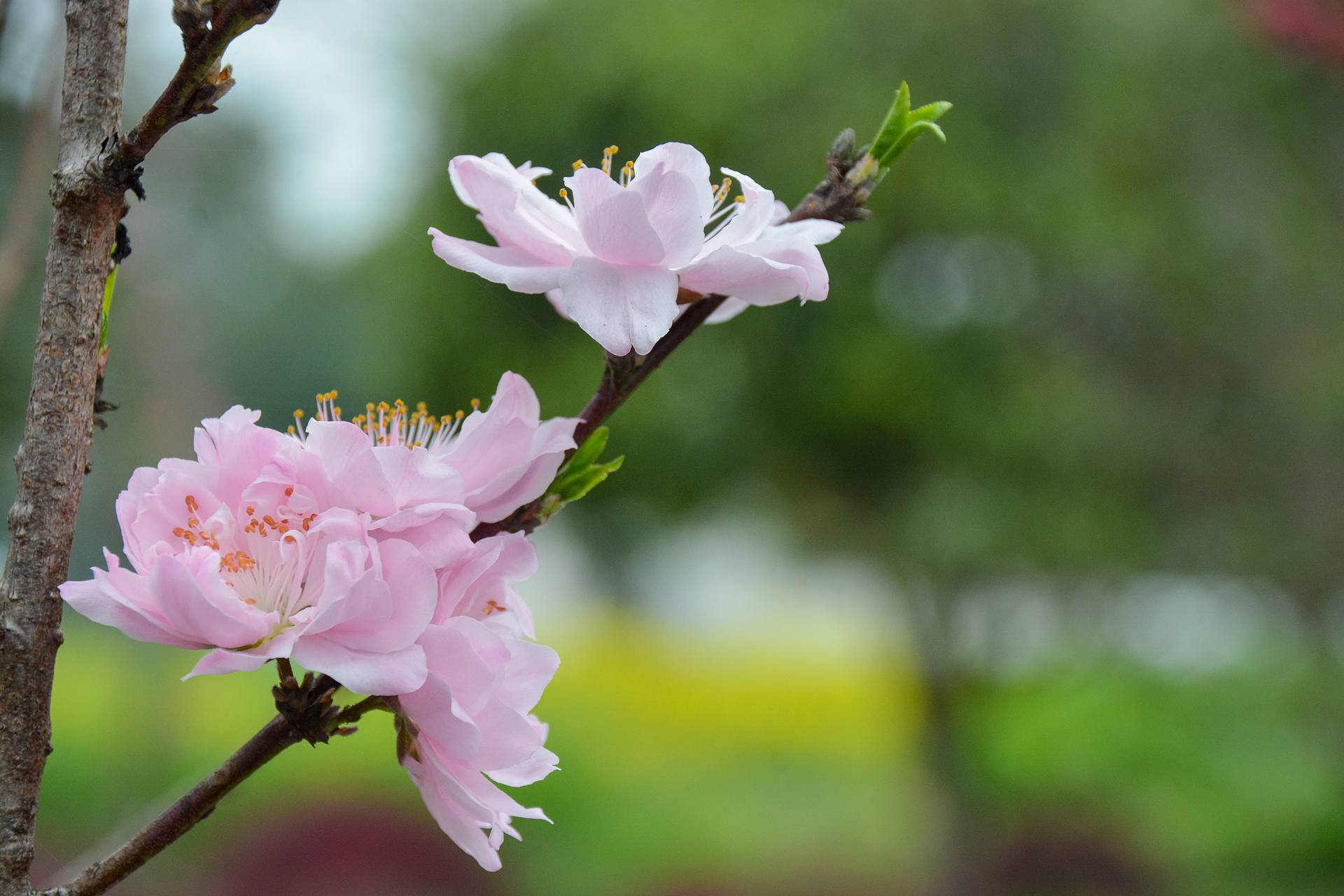 花无语，与我沉默相待！