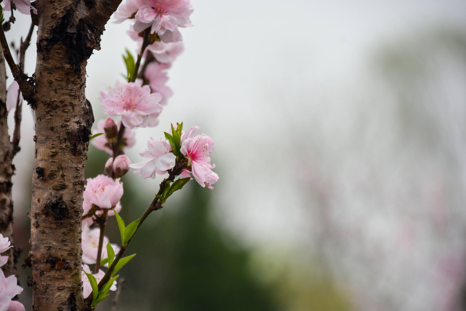 花无语，与我沉默相待！