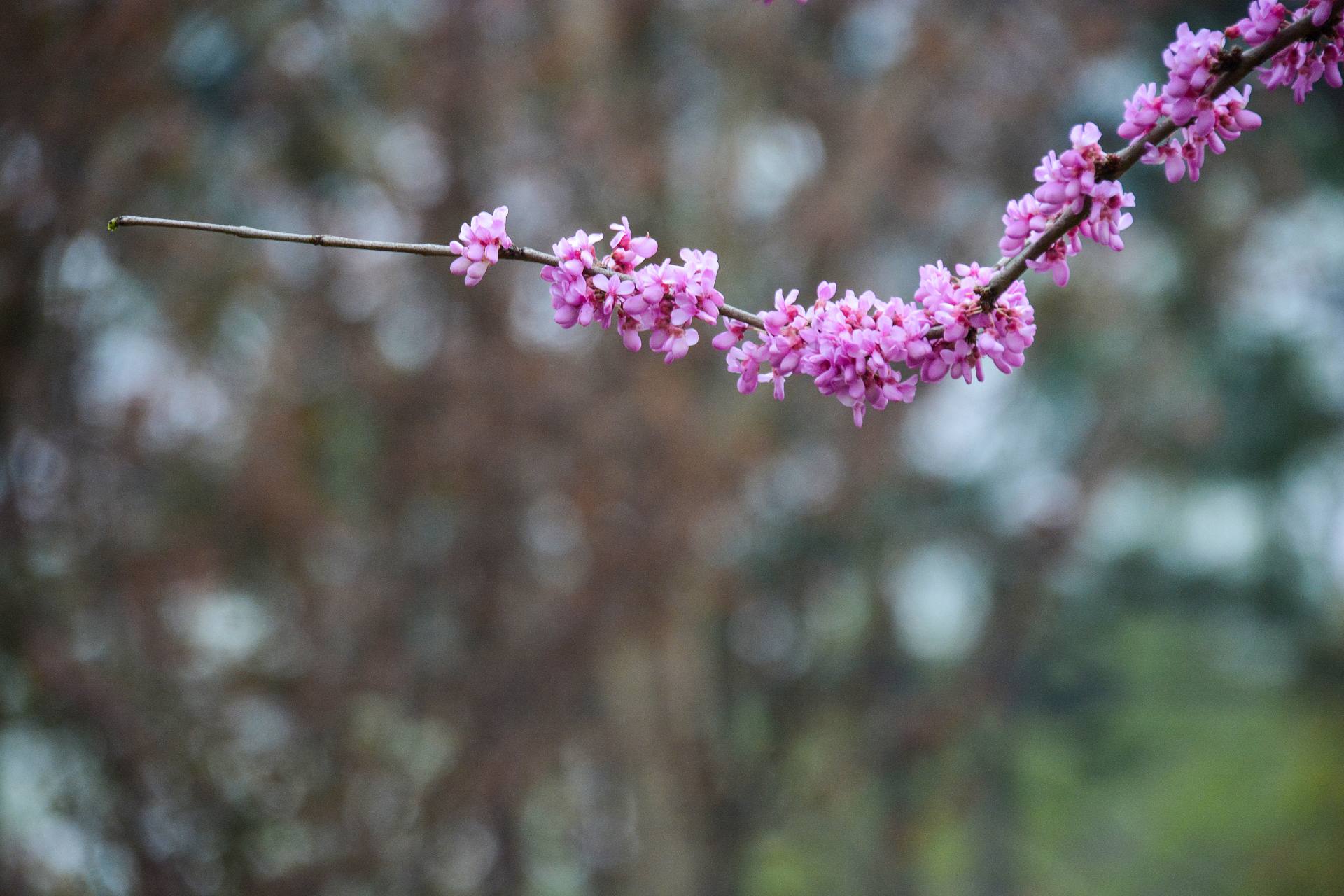 花无语，与我沉默相待！