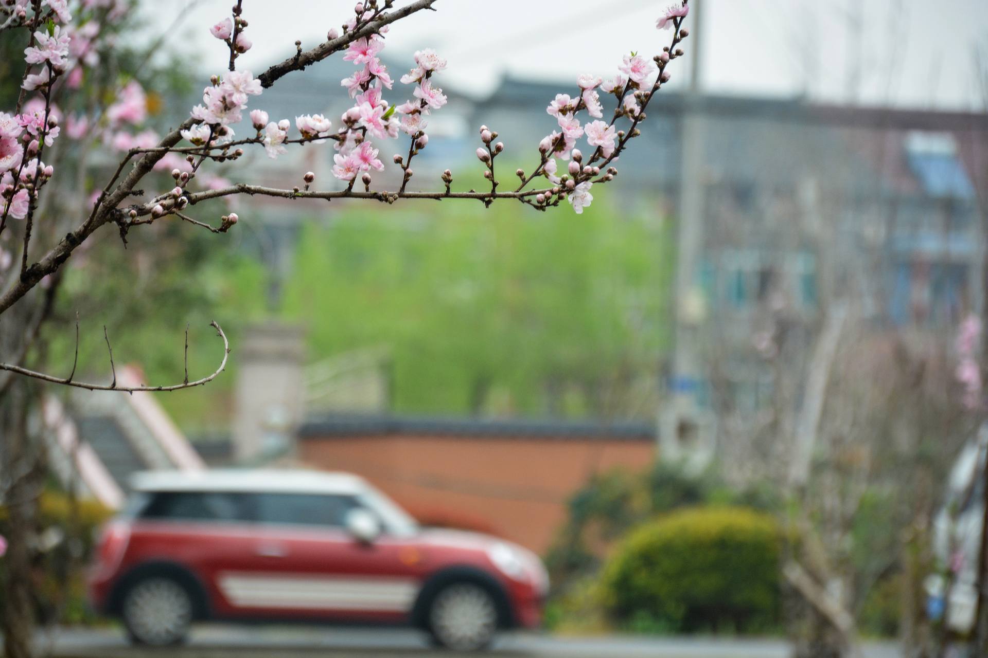 花无语，与我沉默相待！