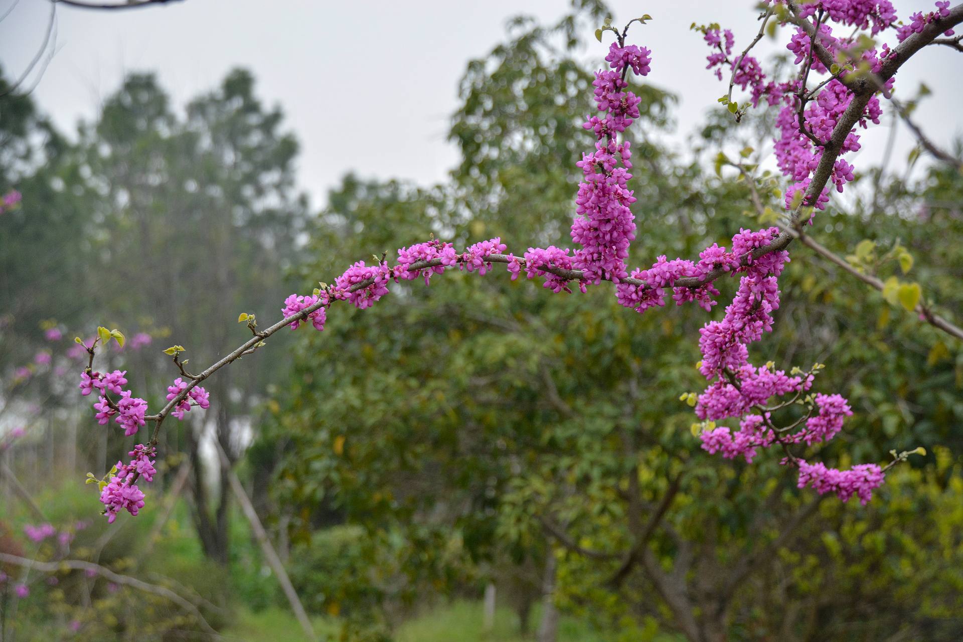 花无语，与我沉默相待！