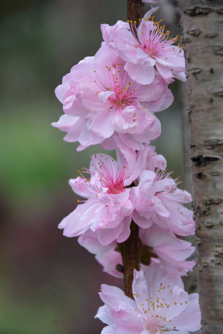 花无语